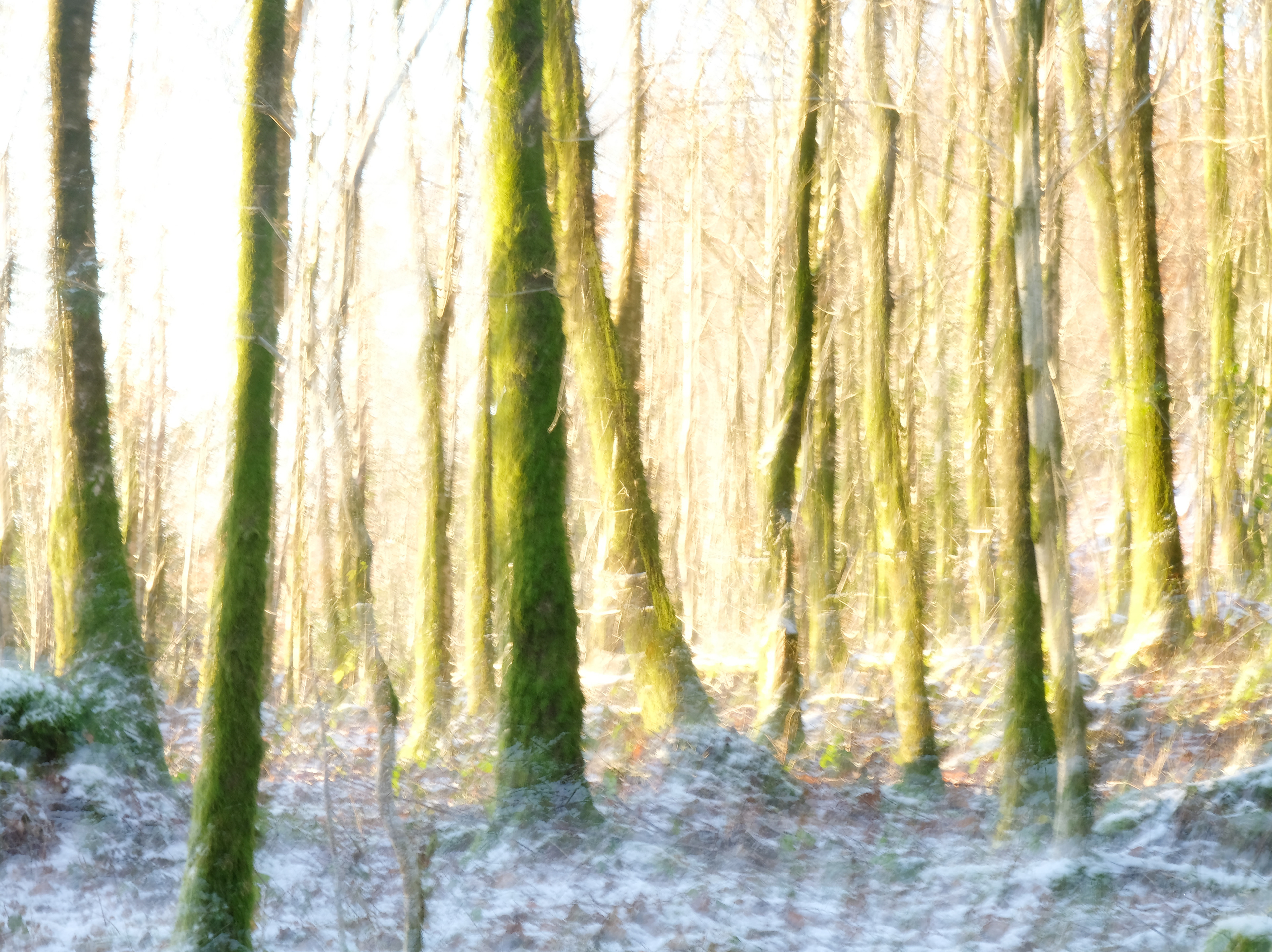 winter birches #1