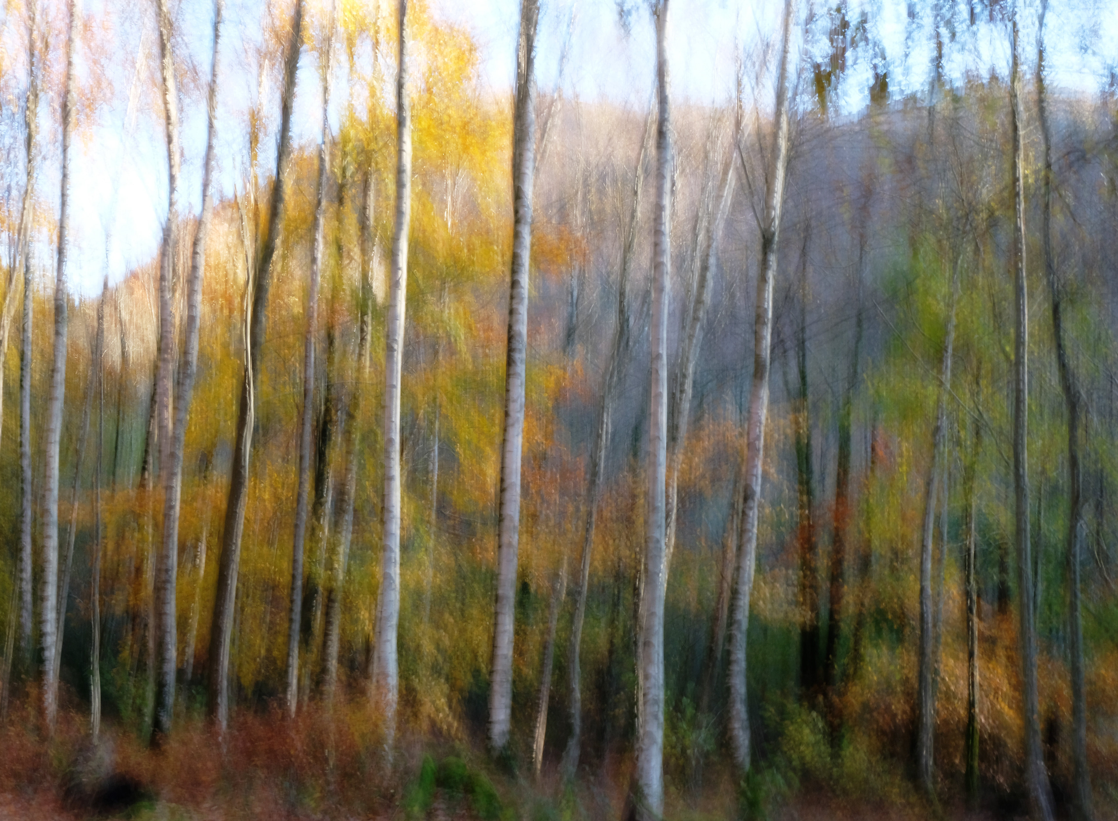 grasmere birches autumn
