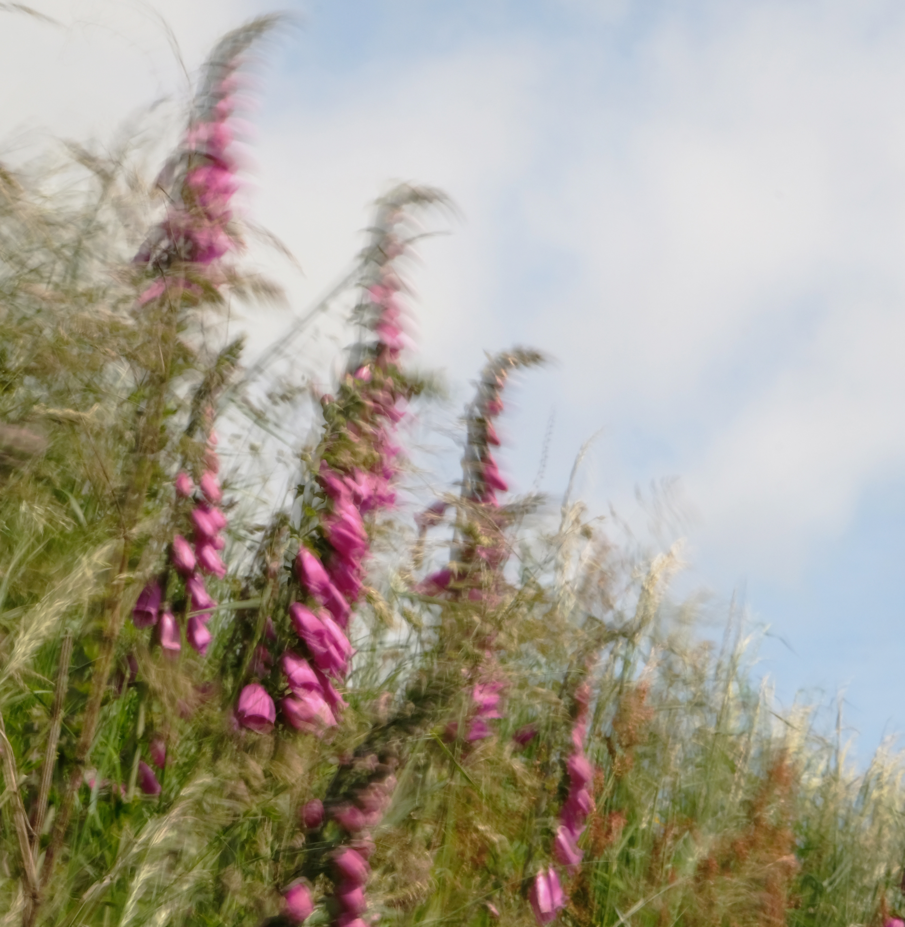 foxgloves #3