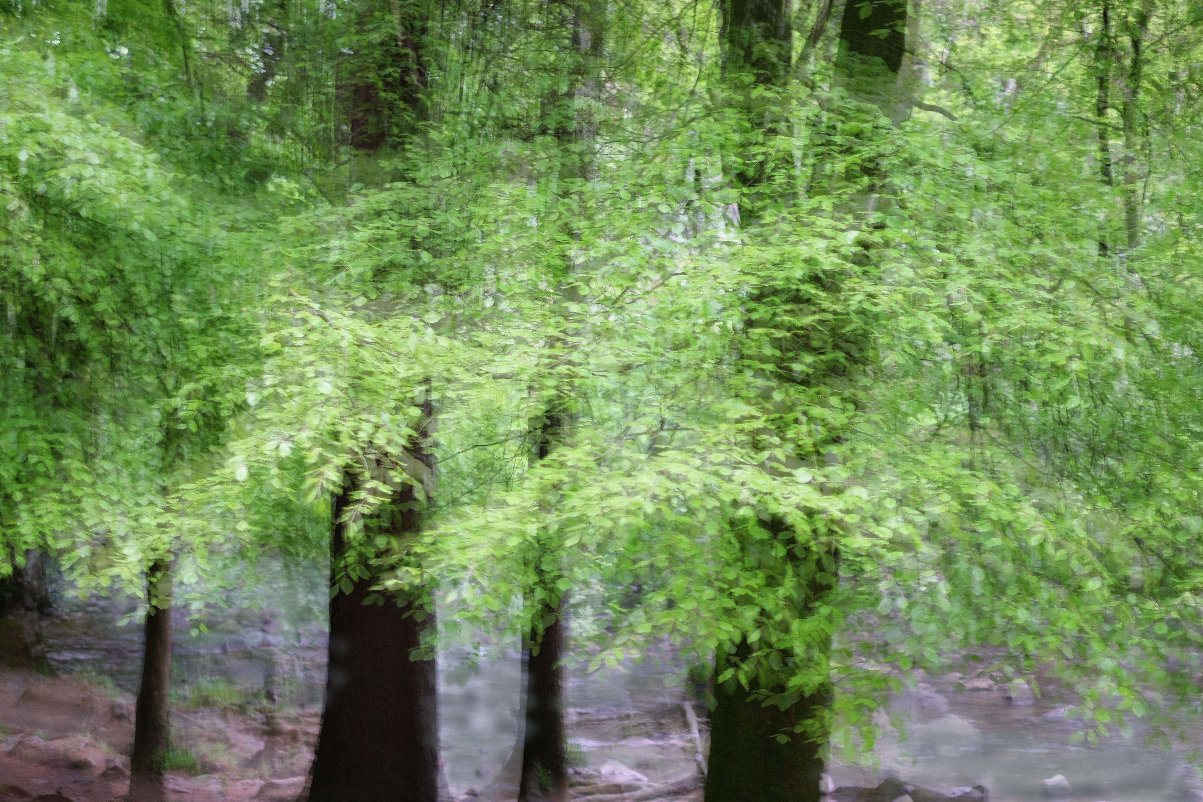 spring beech