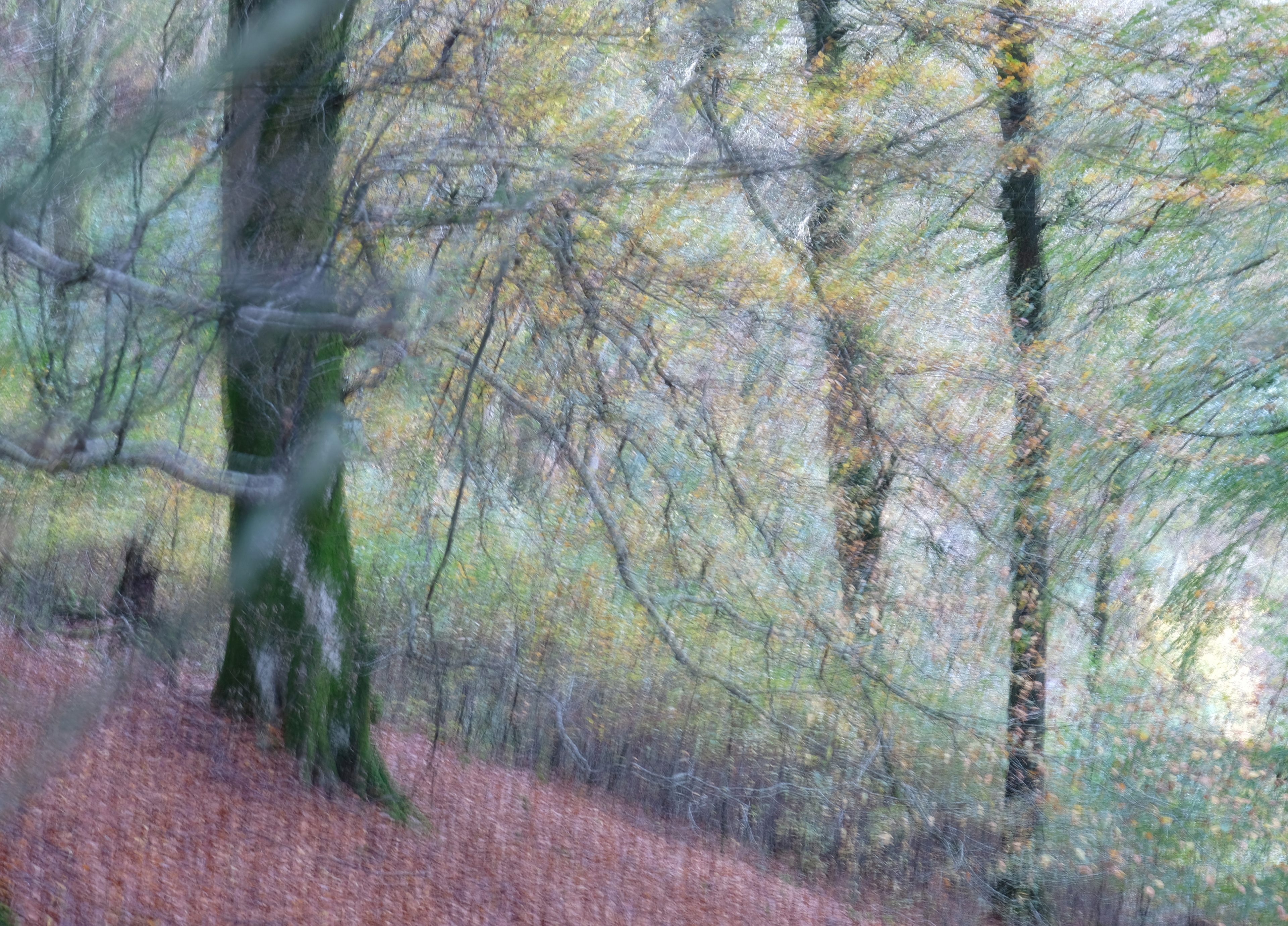 beech #2