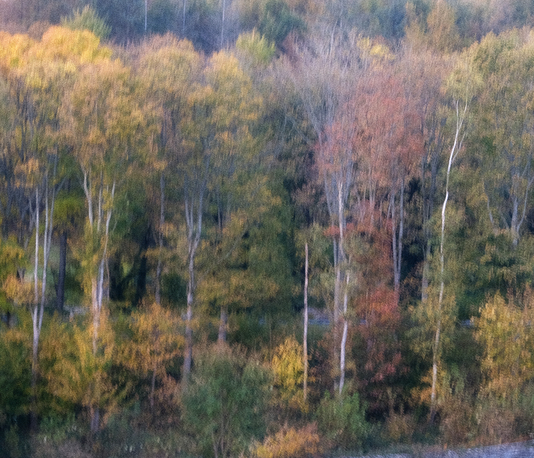 roadside birches #5