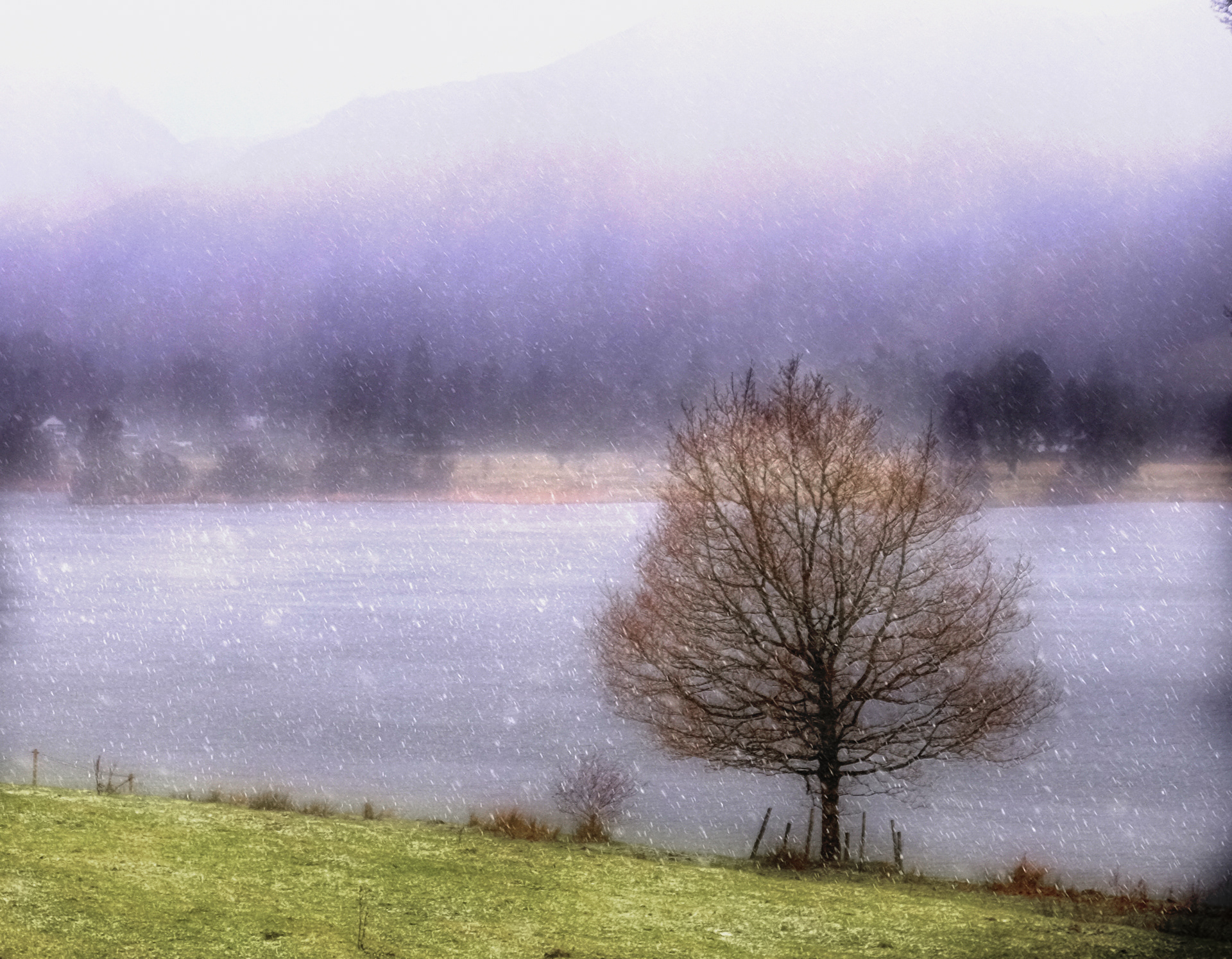 grasmere little tree #3