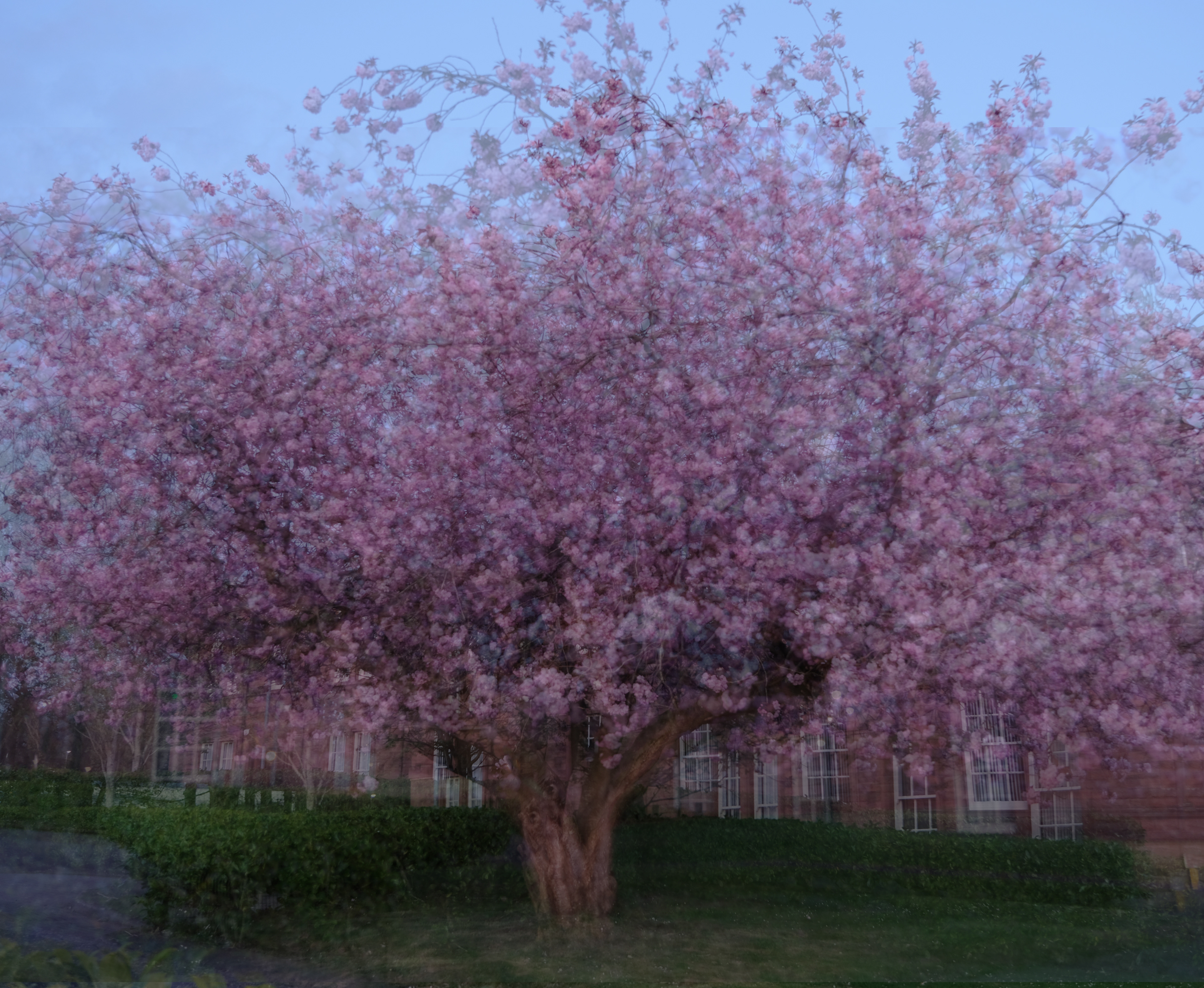 cherry blossom