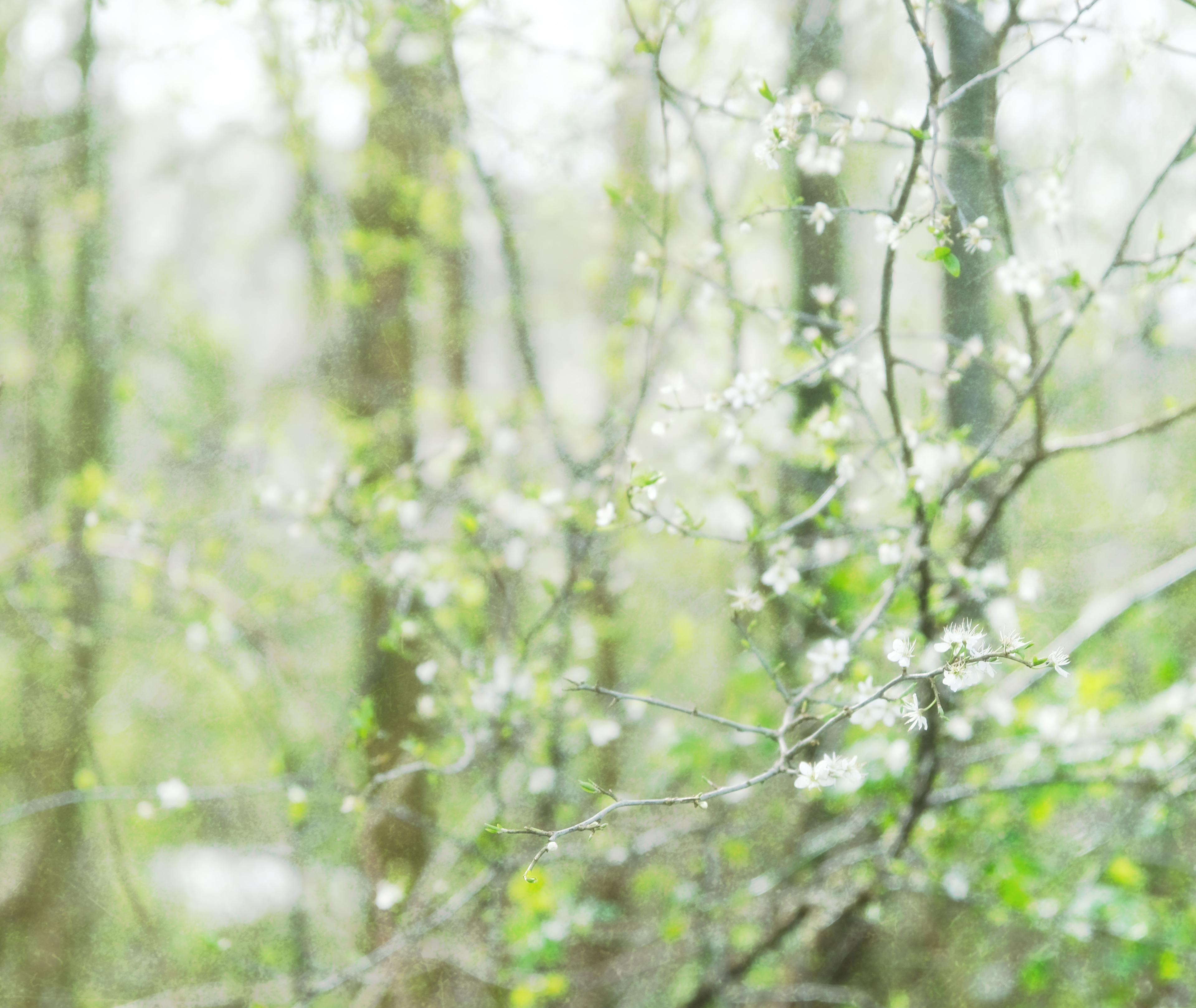 blackthorn blossom