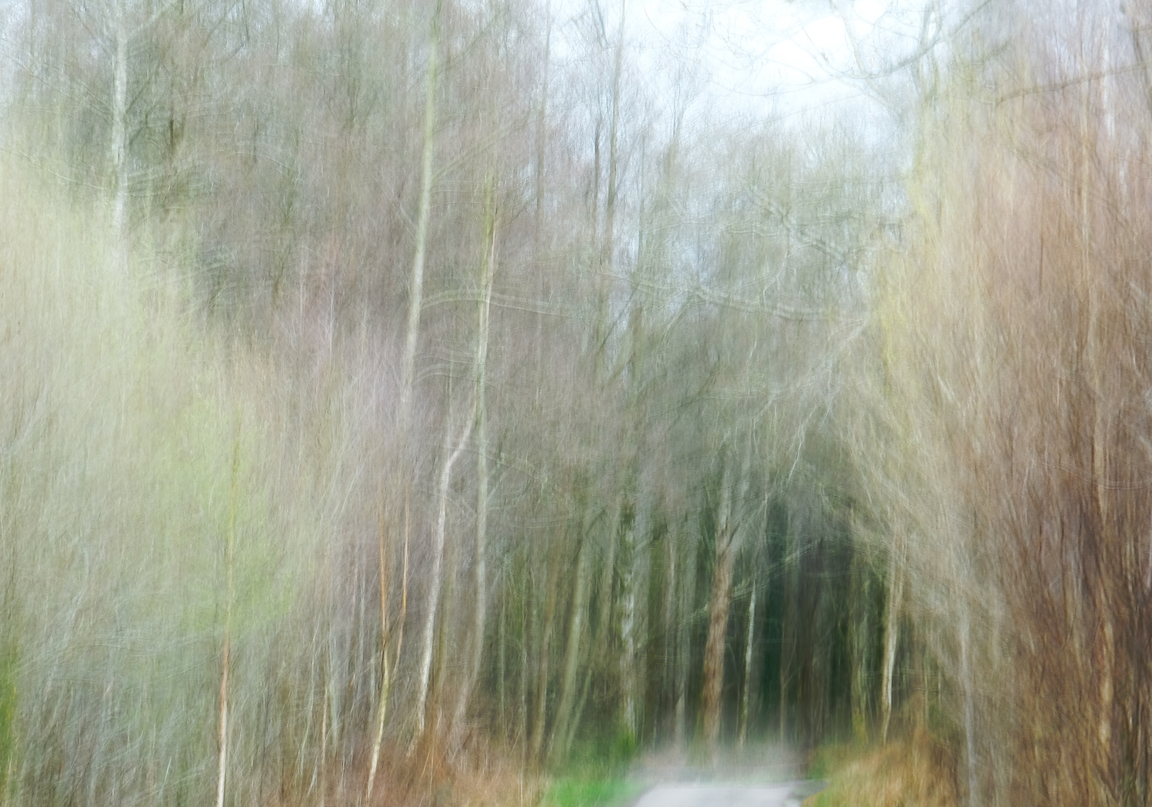 into the winter woods