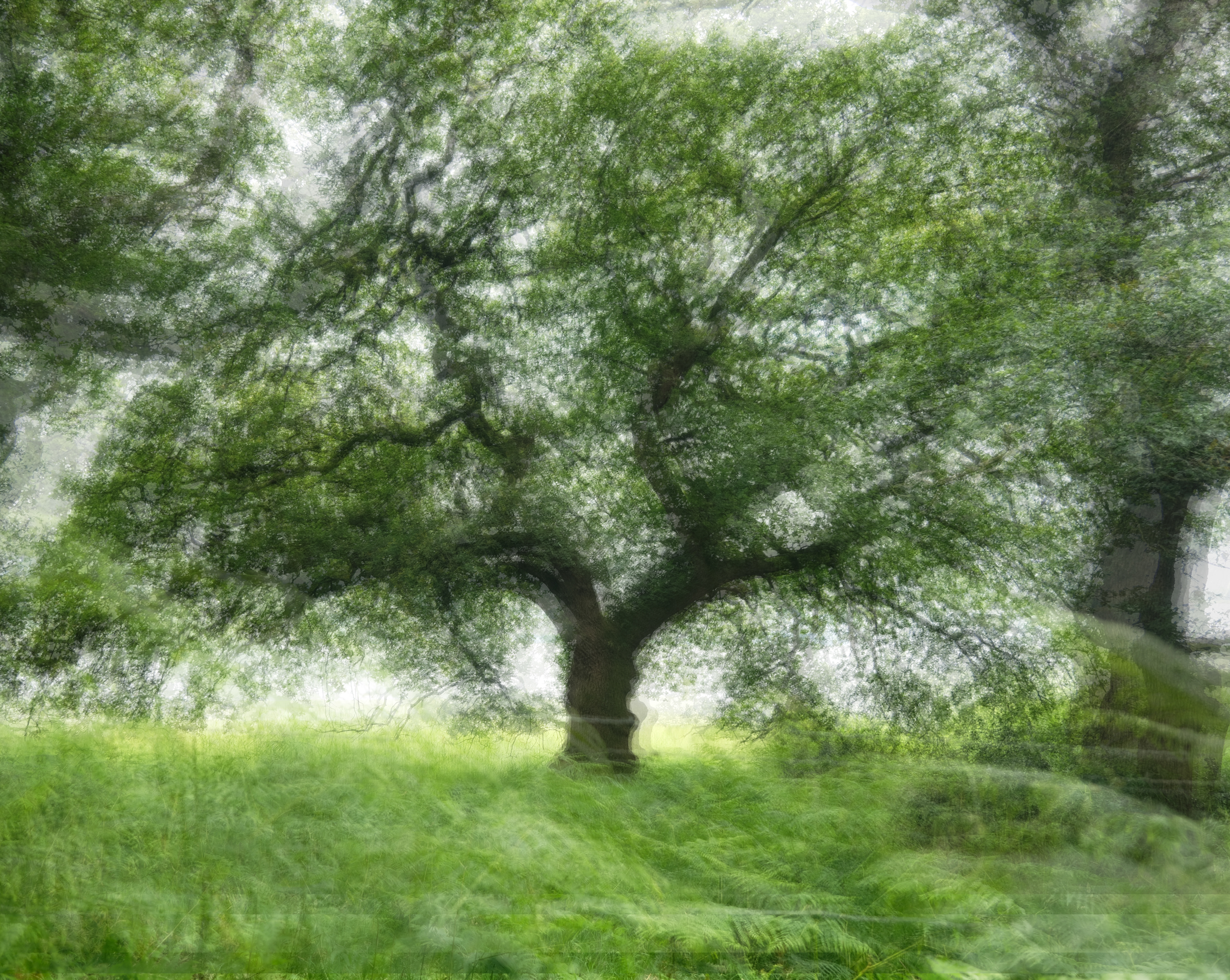 sea oak summer