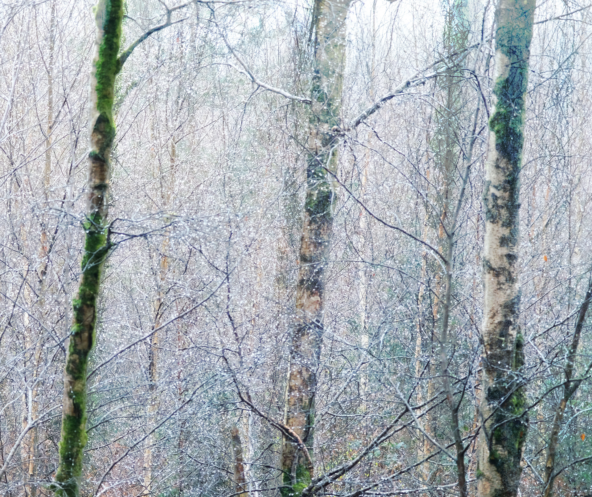 winter birches in the rain