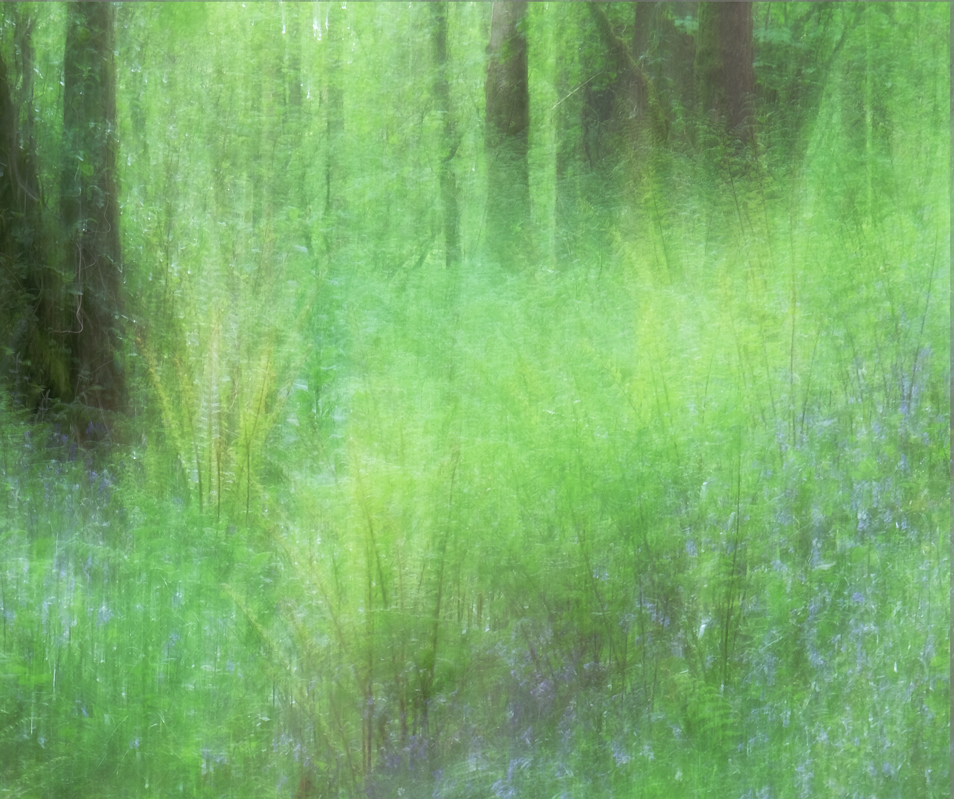 ferns