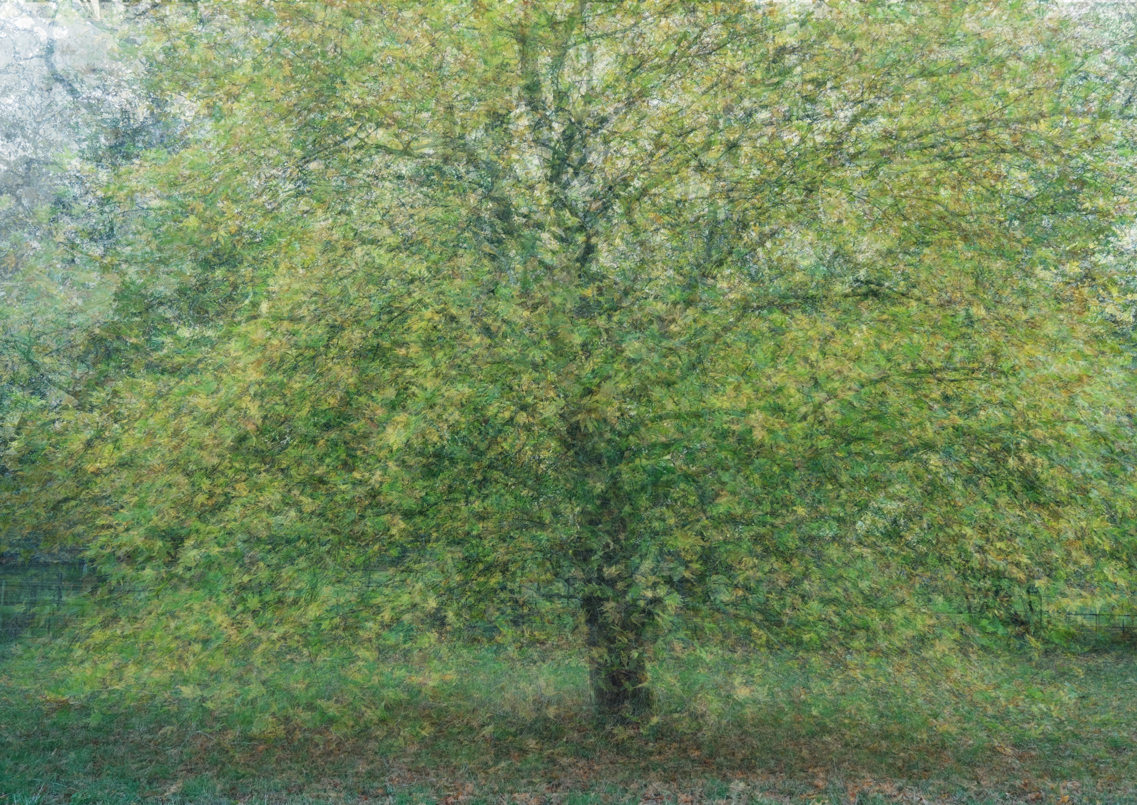 maple