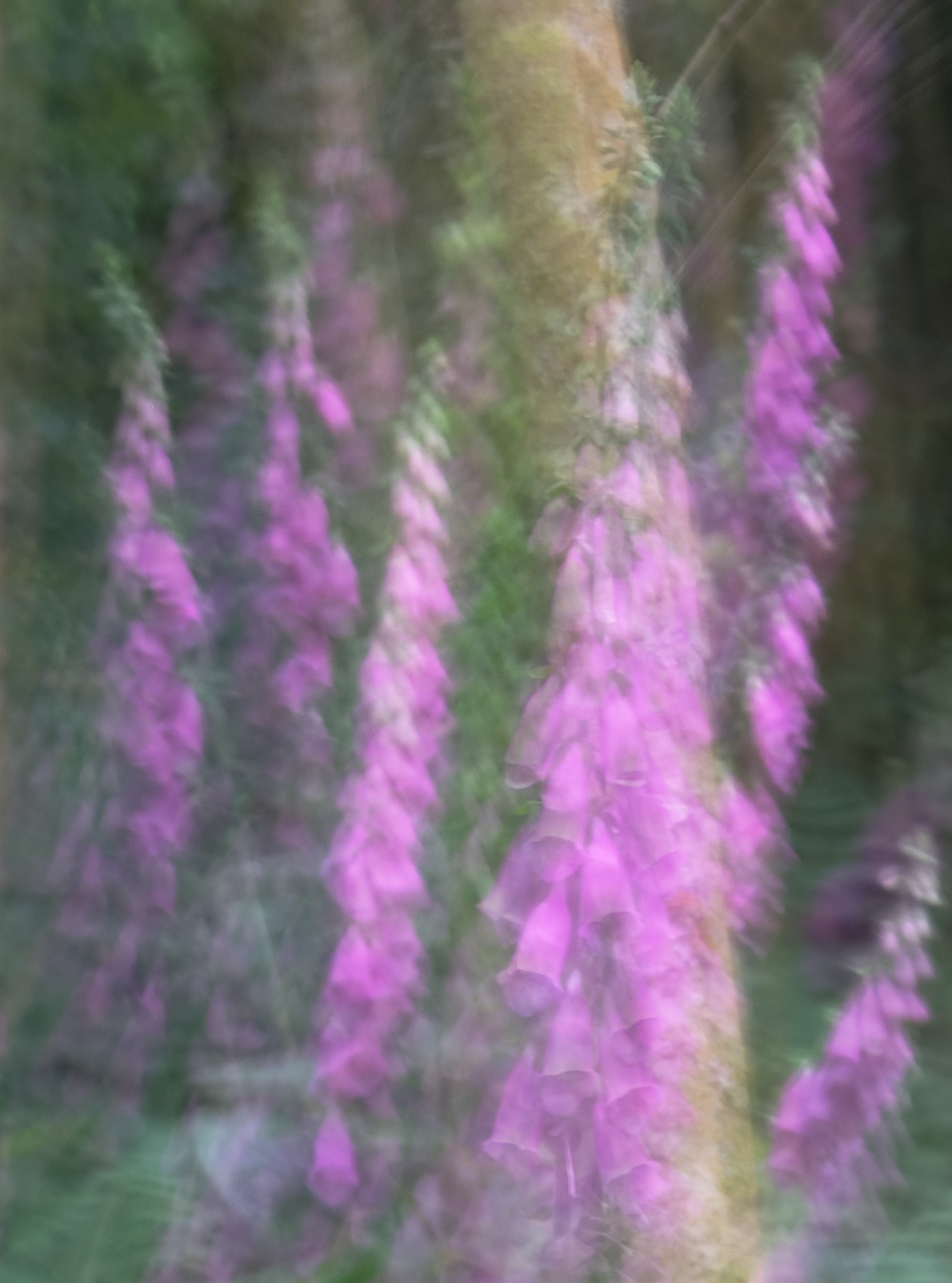 foxgloves #4