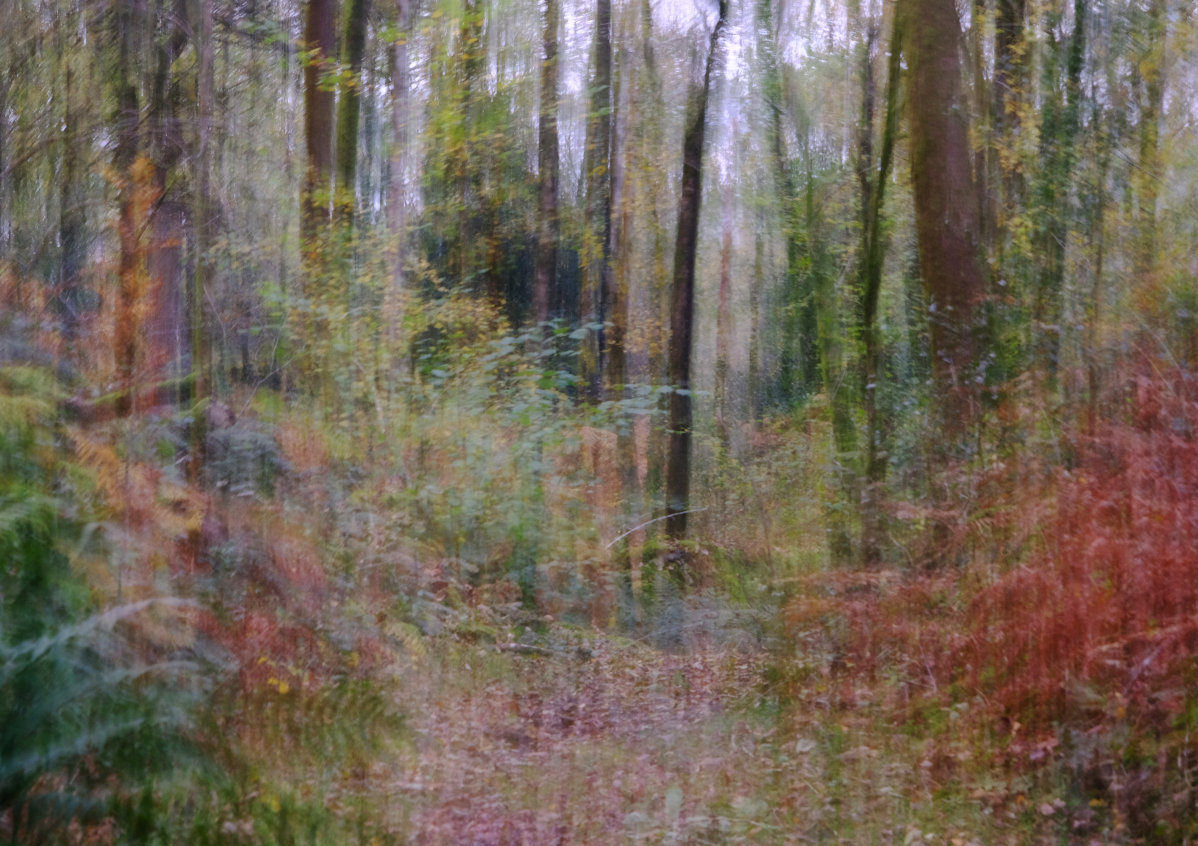 autumn path #3