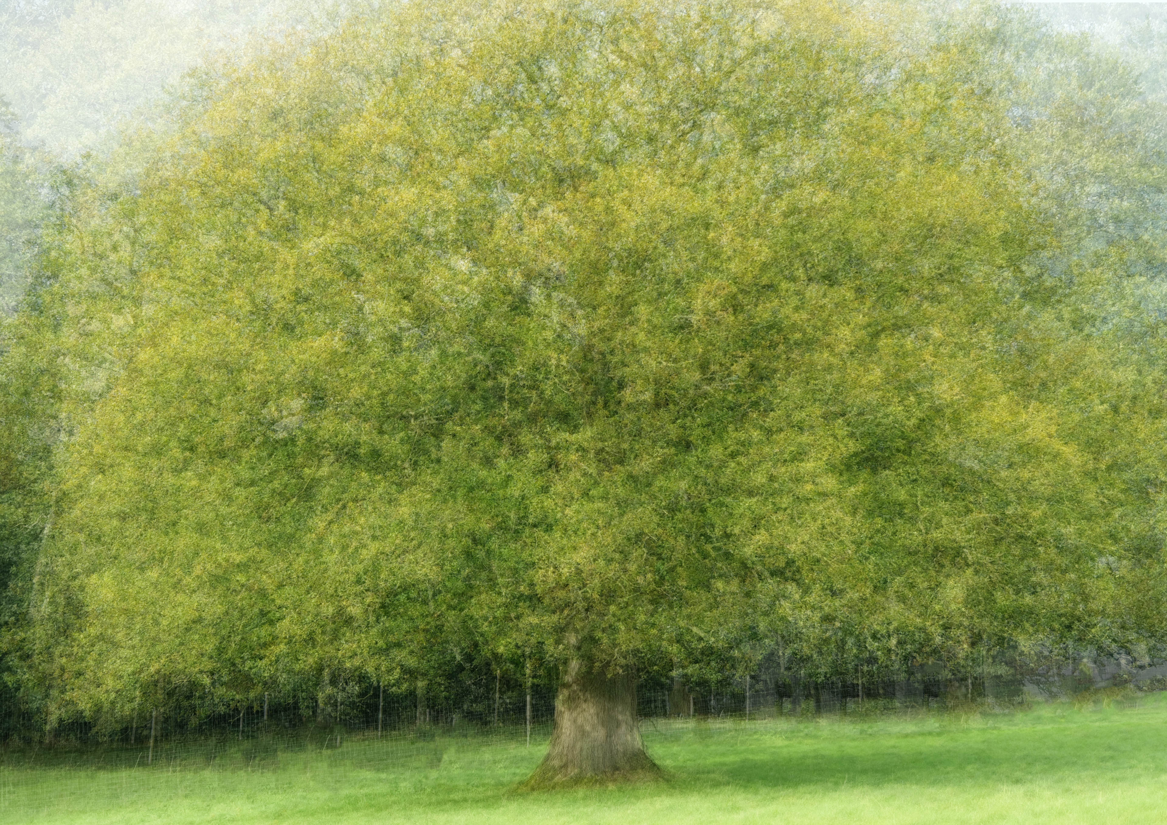 levens hall oak