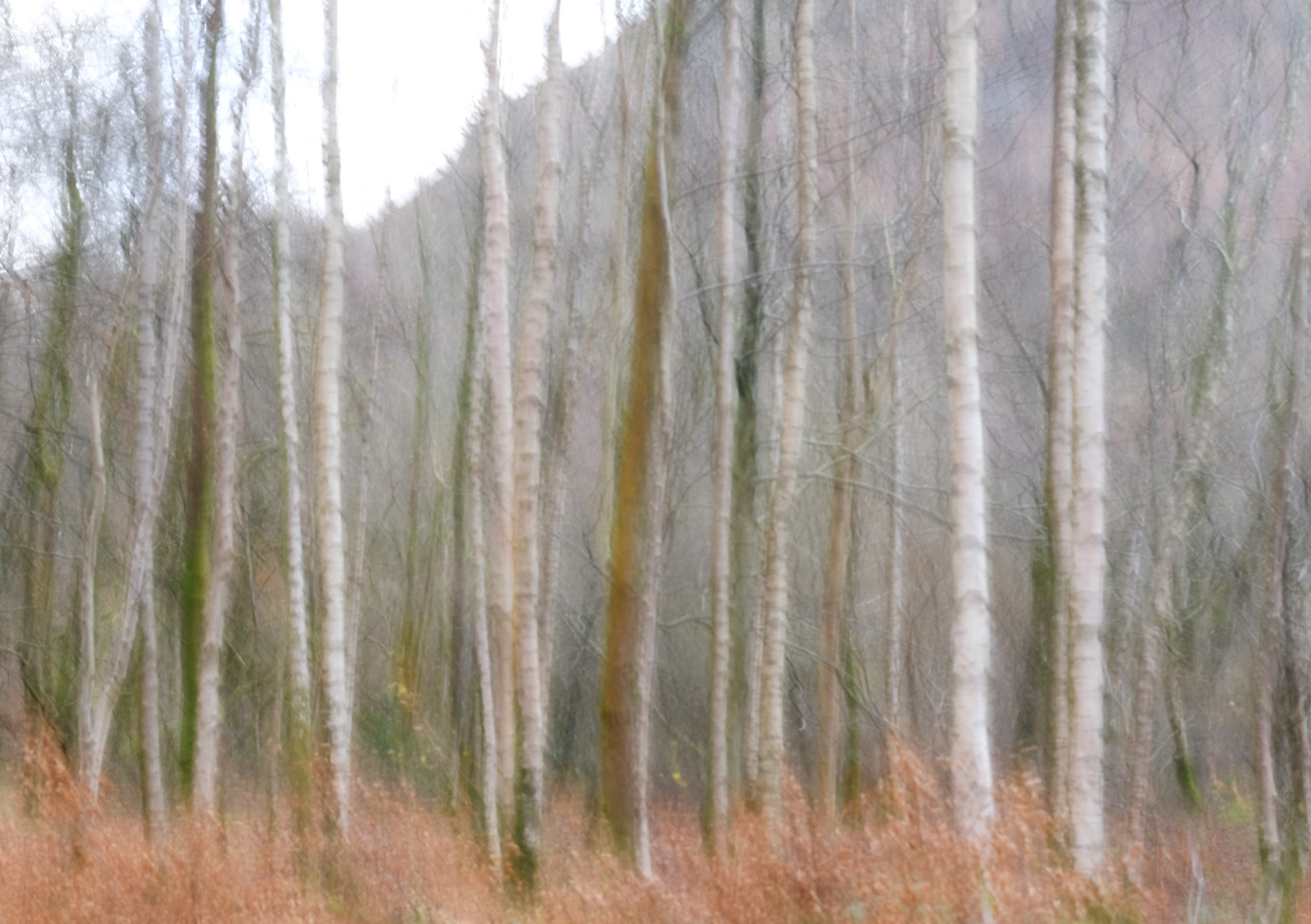 Penny Rock Wood winter