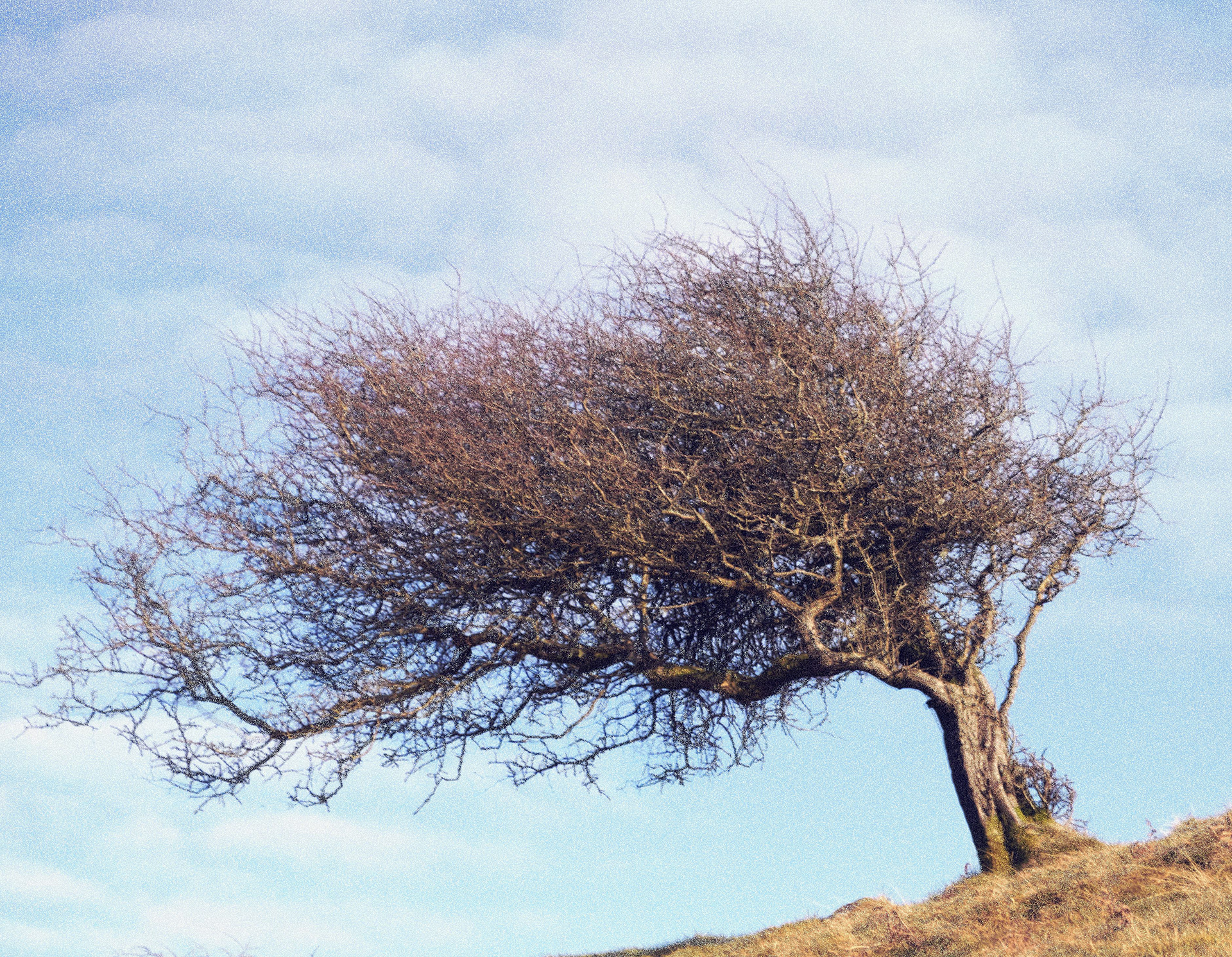 hawthorn