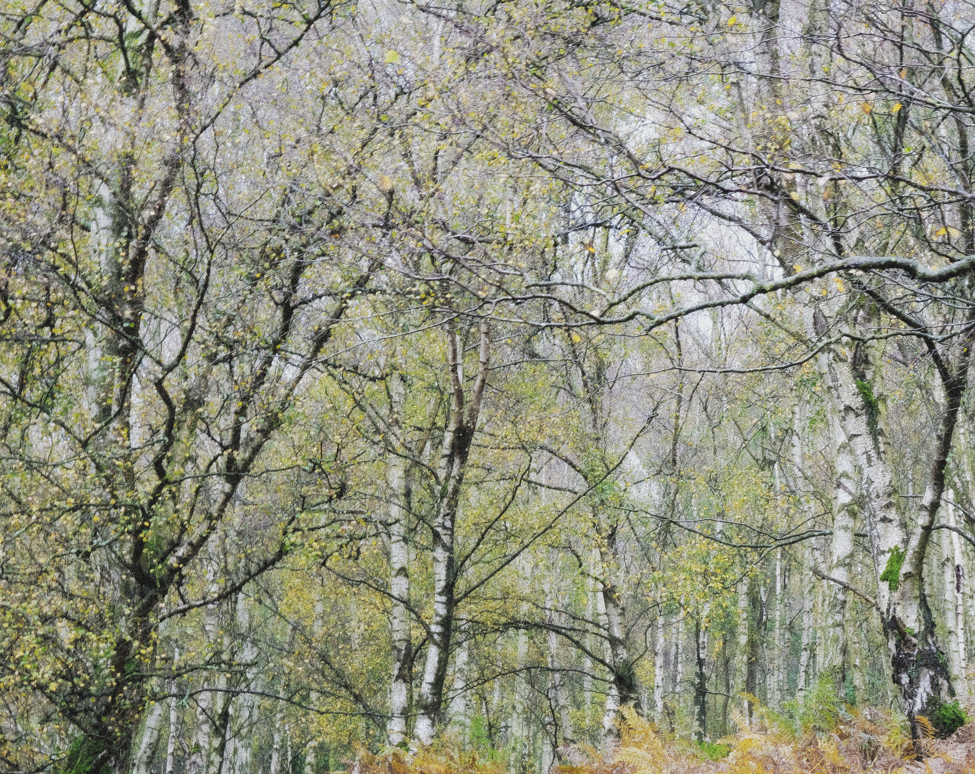 derbyshire birches #1