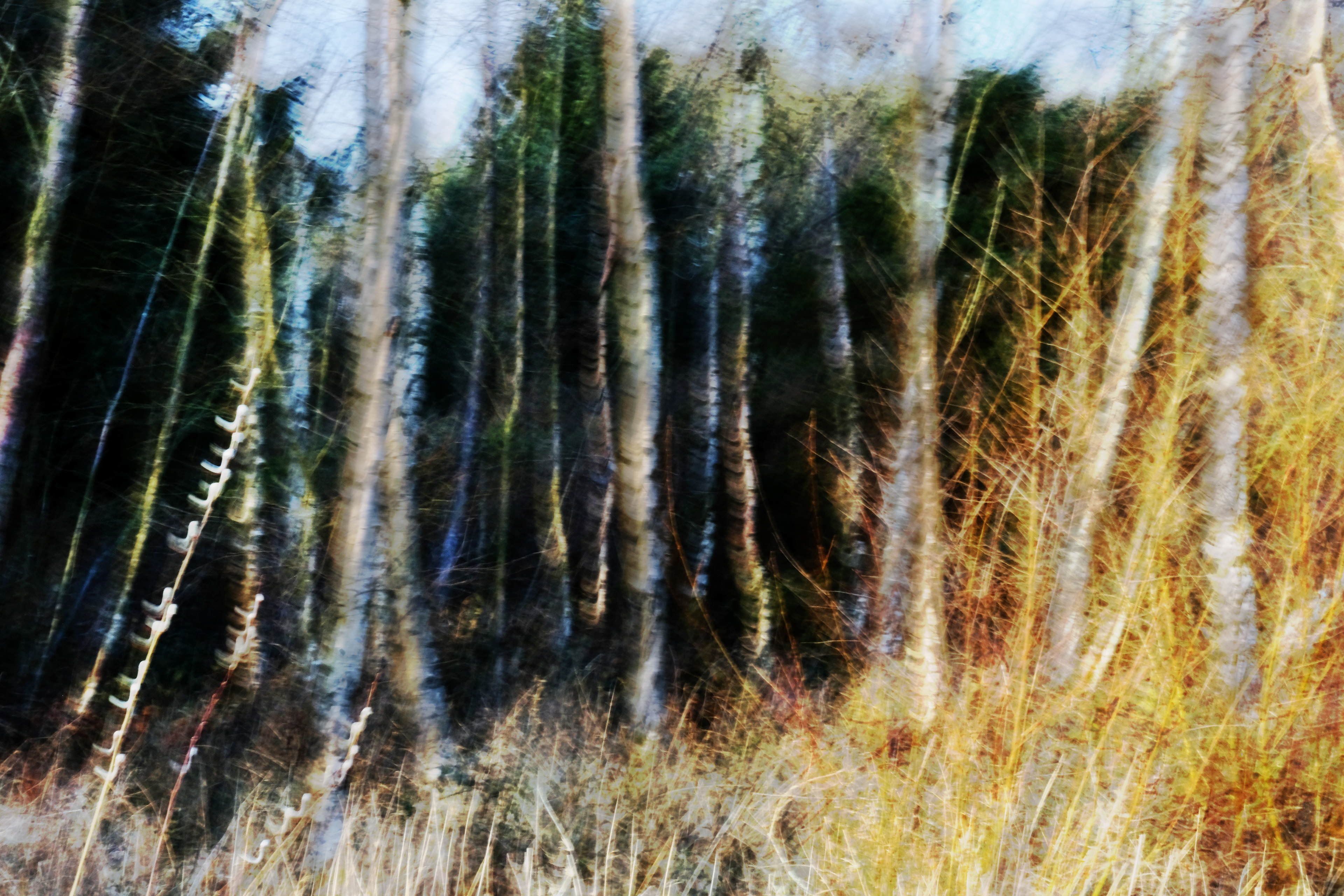 winter birches #3