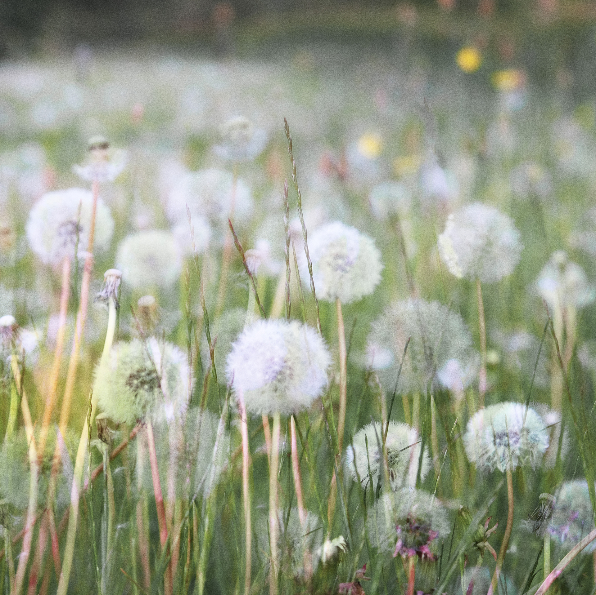 dandelion clocks