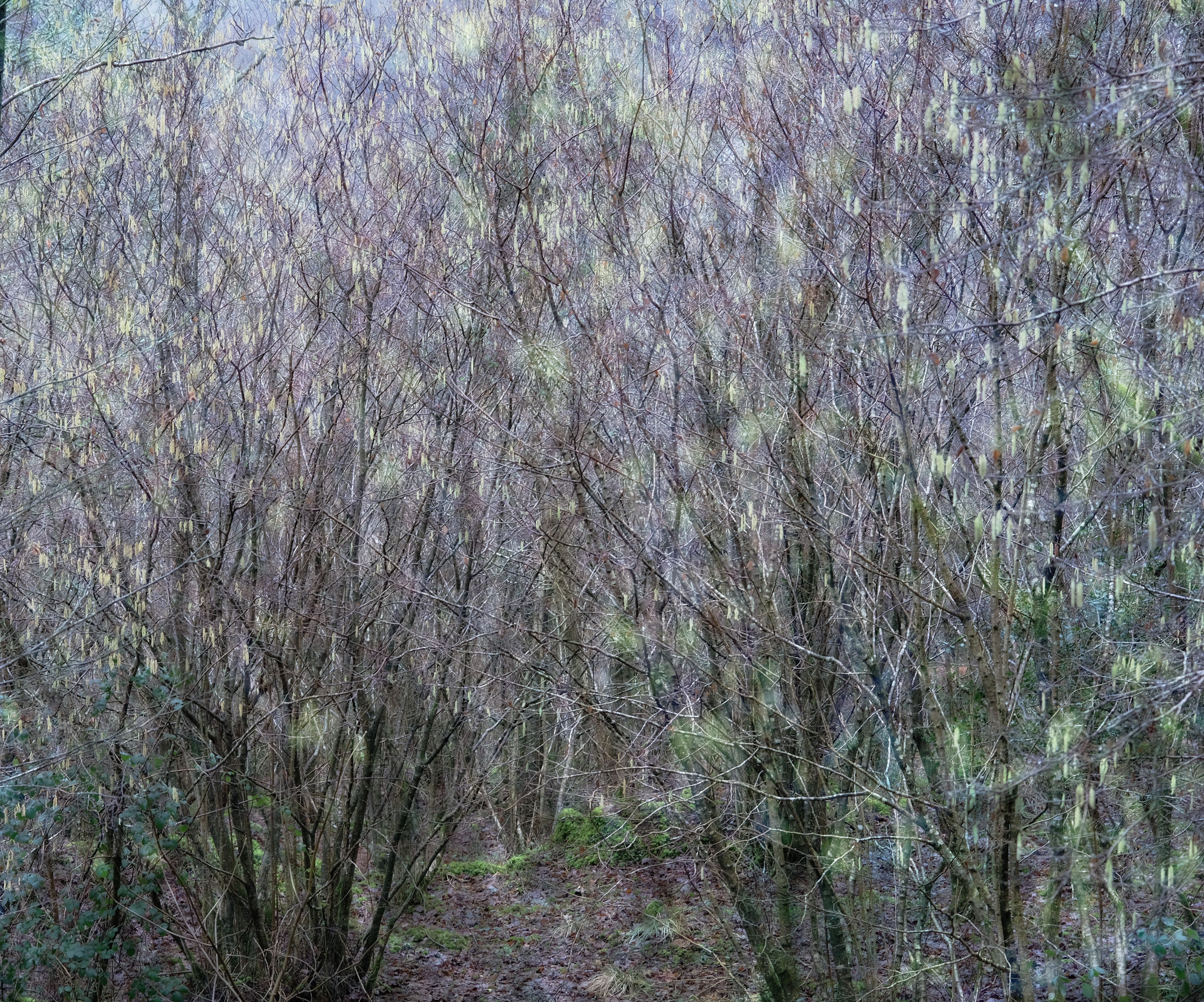hazel catkins