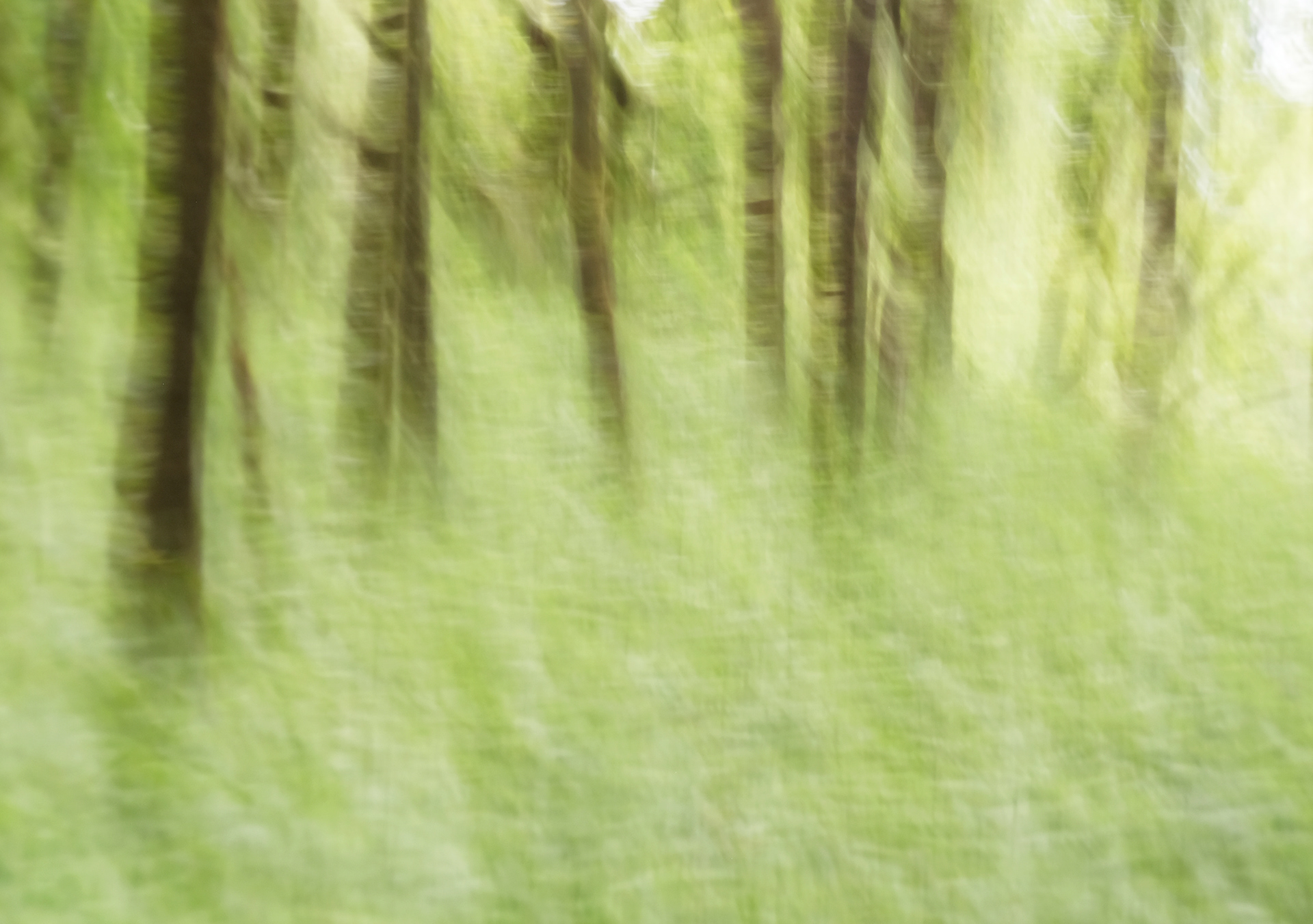 spring birches #2