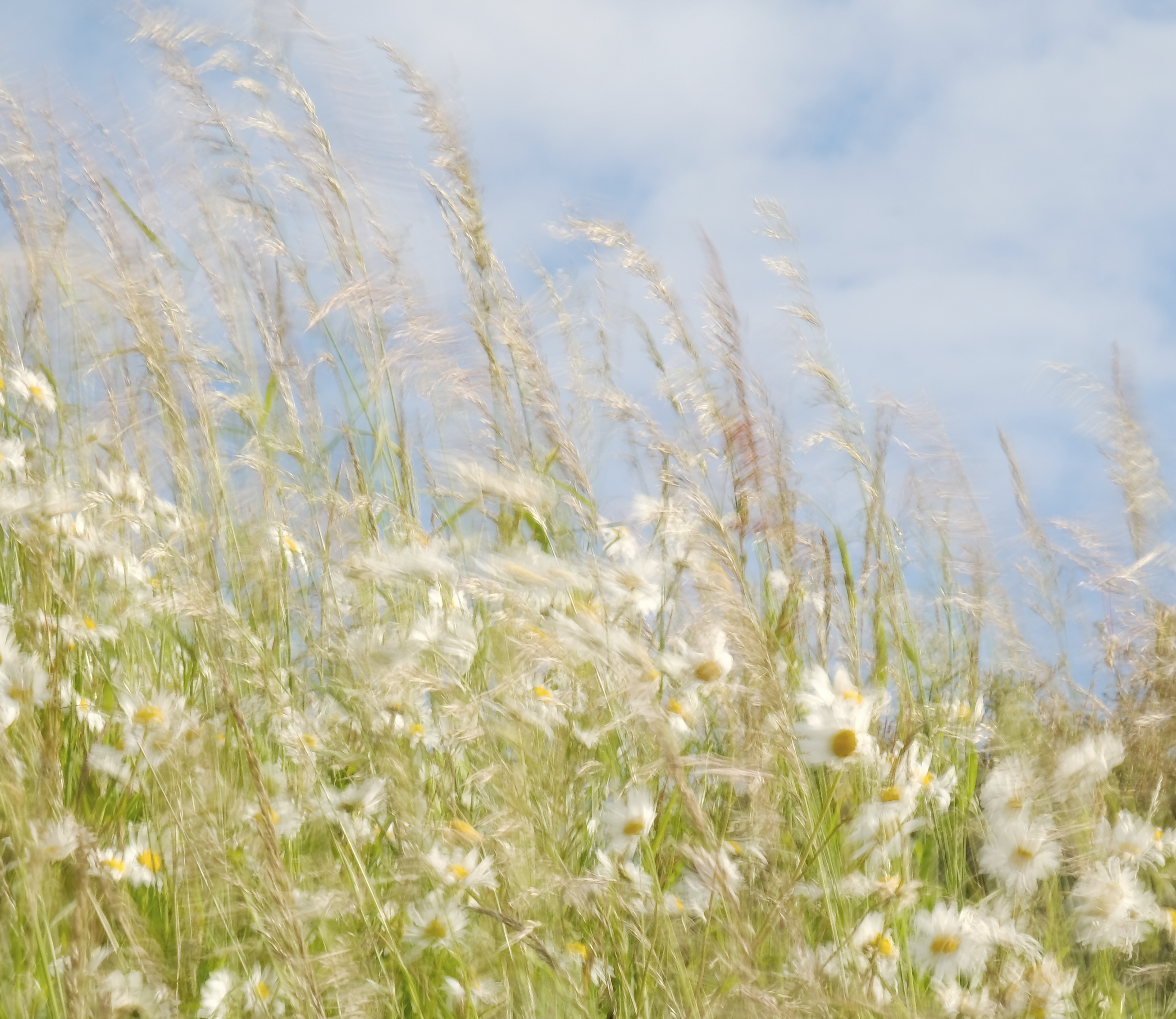 oxeye daisies in the wind #2