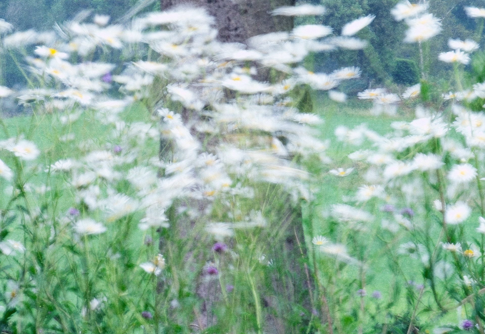 oxeye daisies in the wind #3