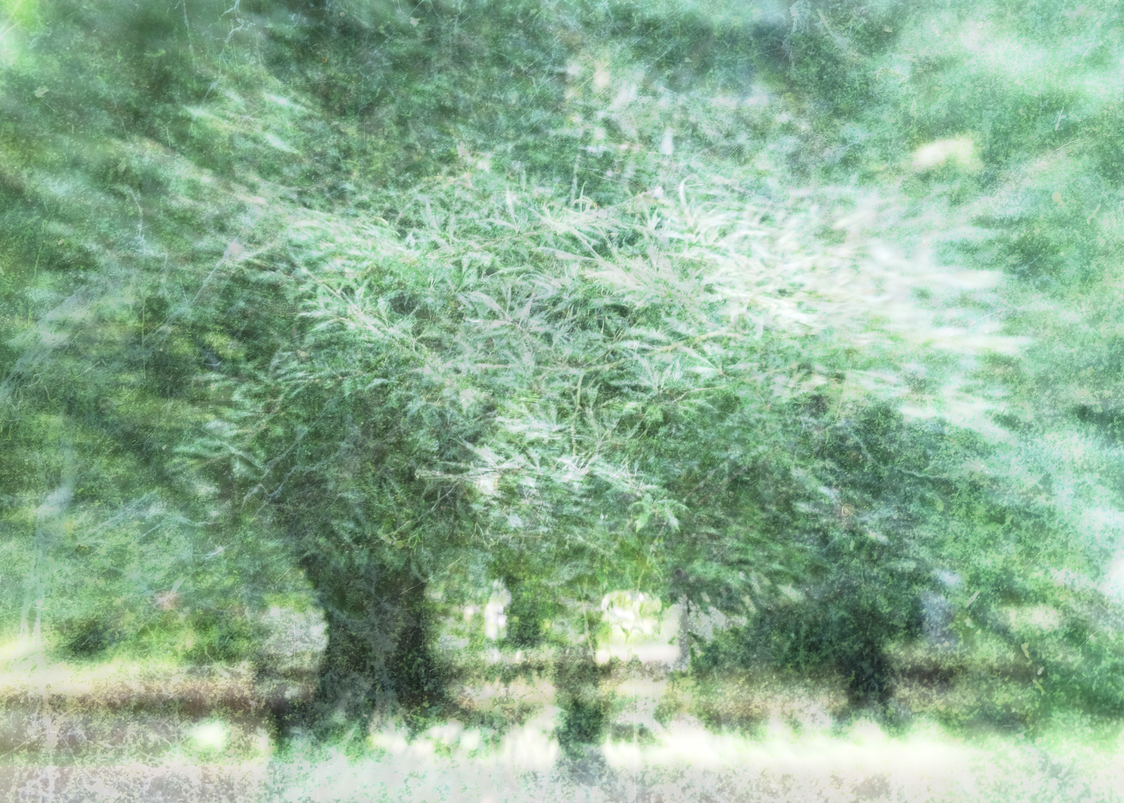 fern leaved beech #1