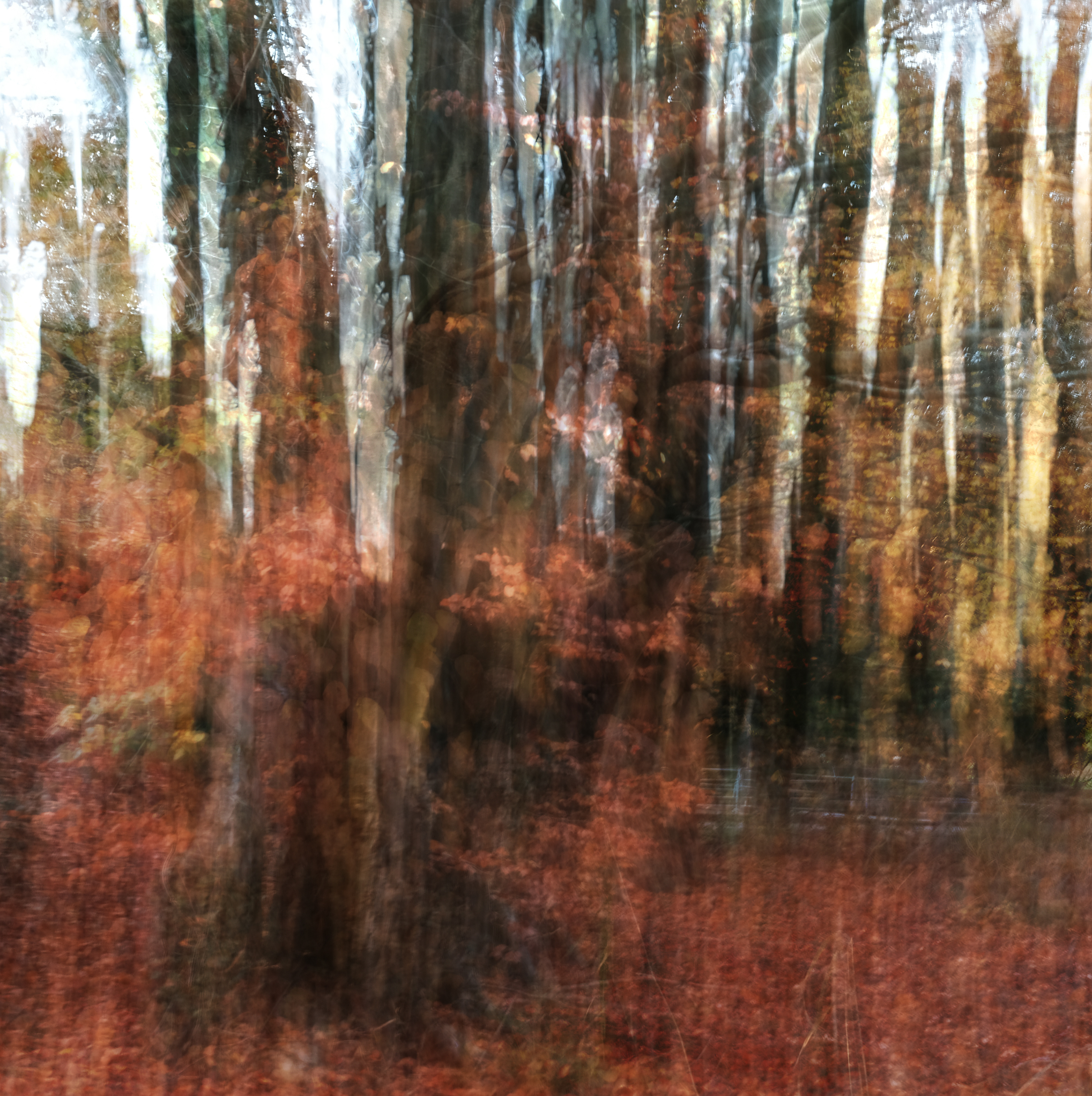 autumn beeches #1
