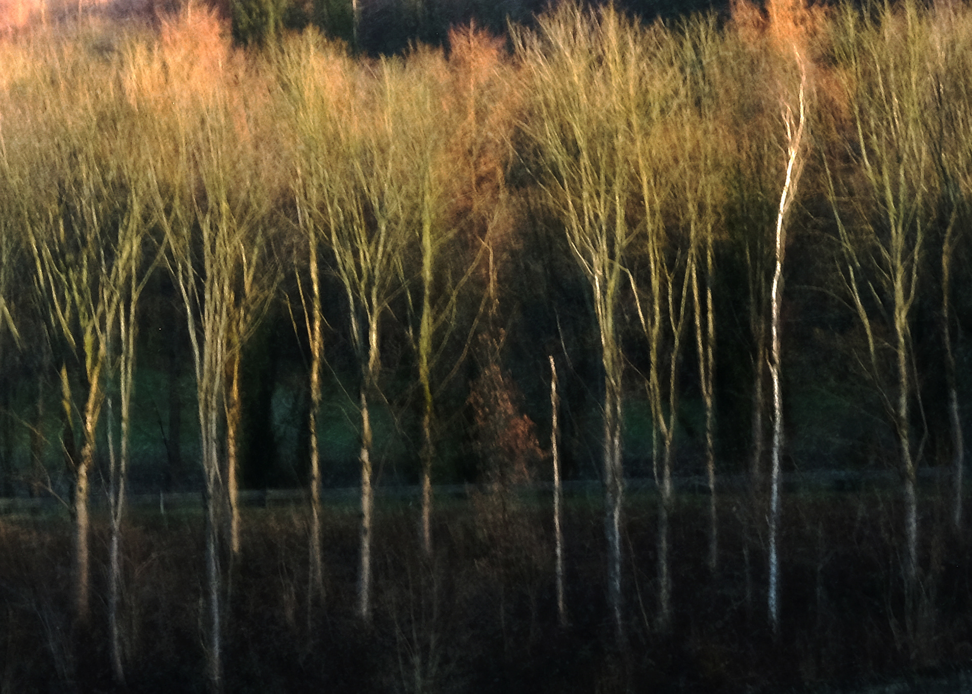 roadside birches #4