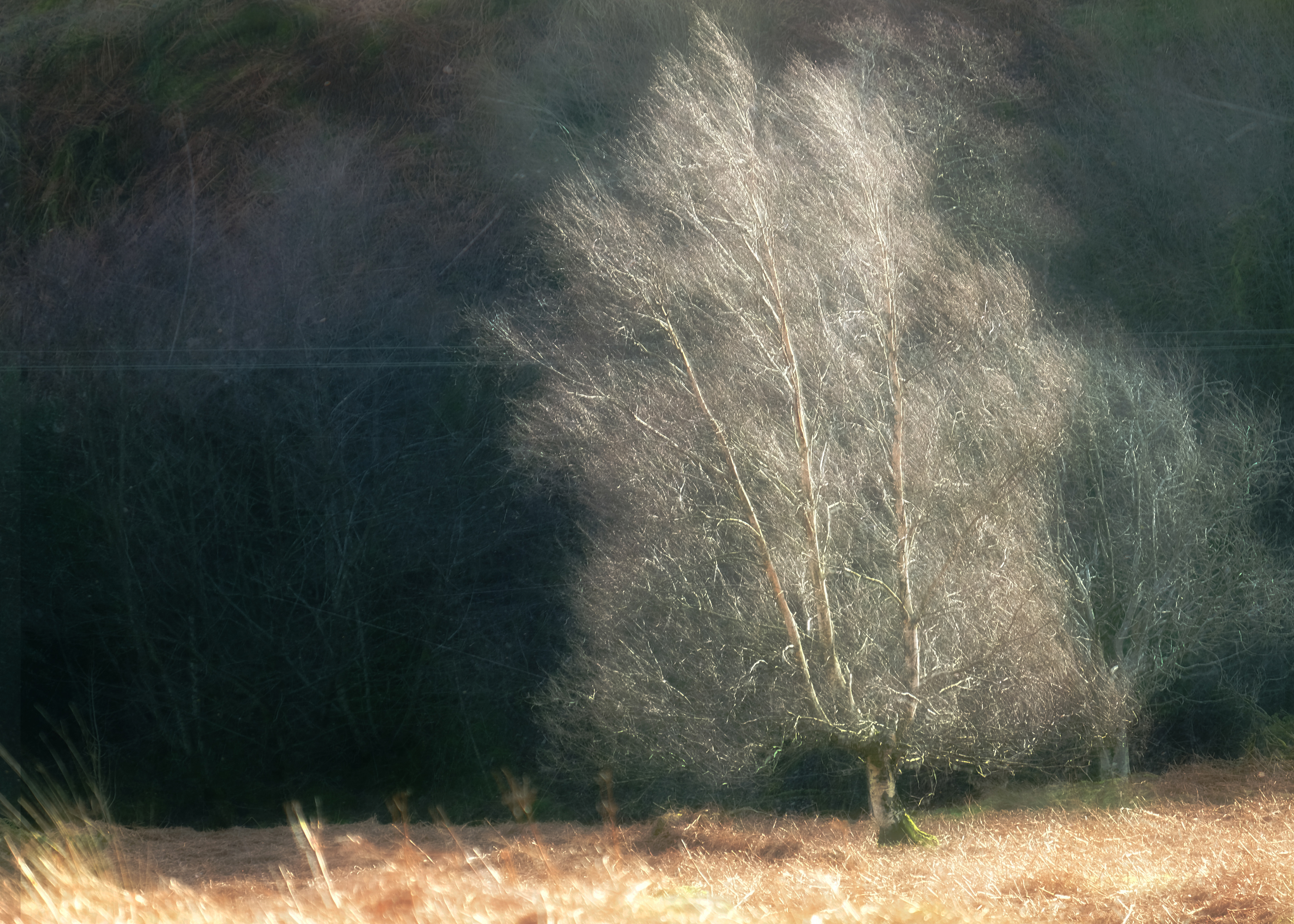 silver birch
