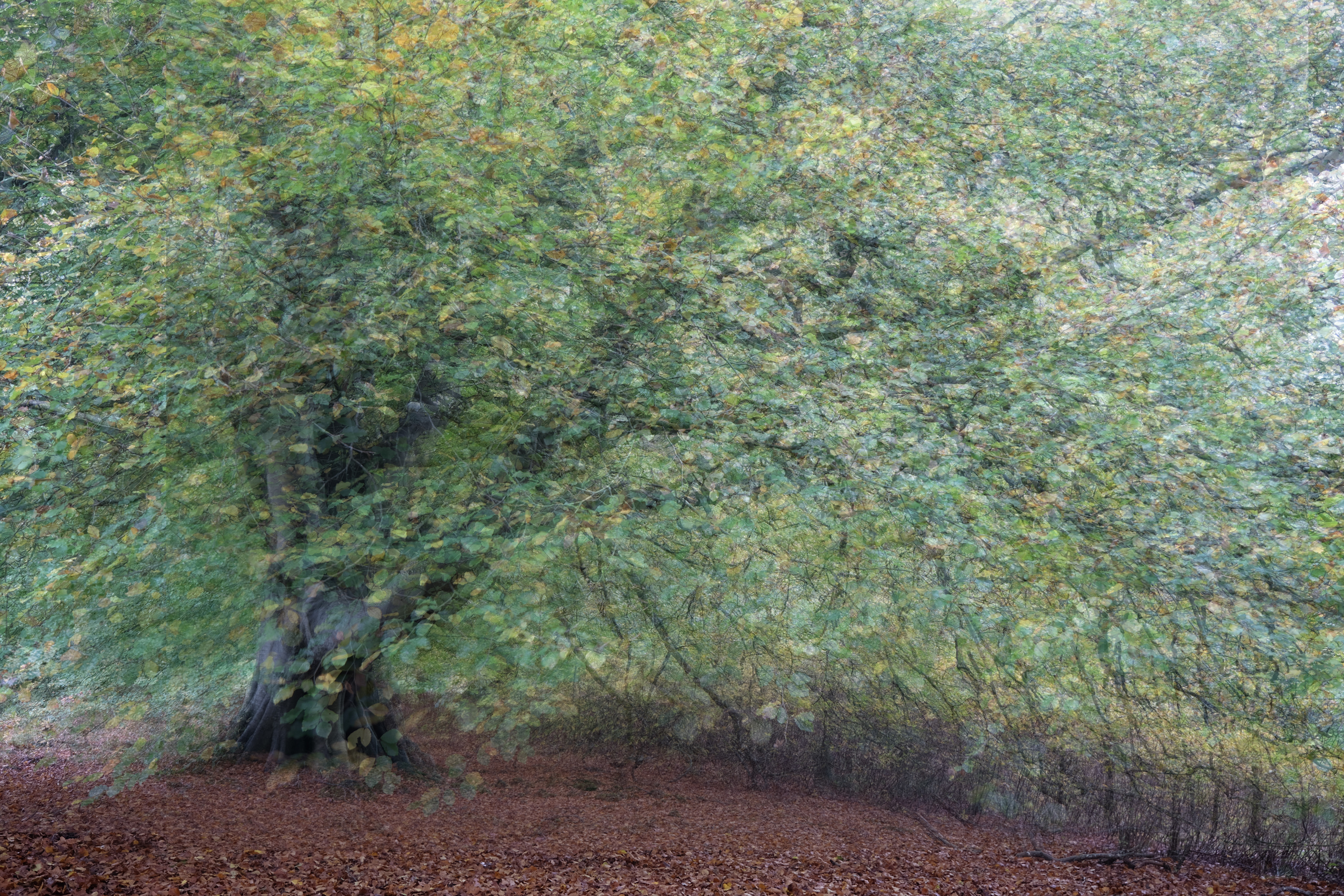 beech #1