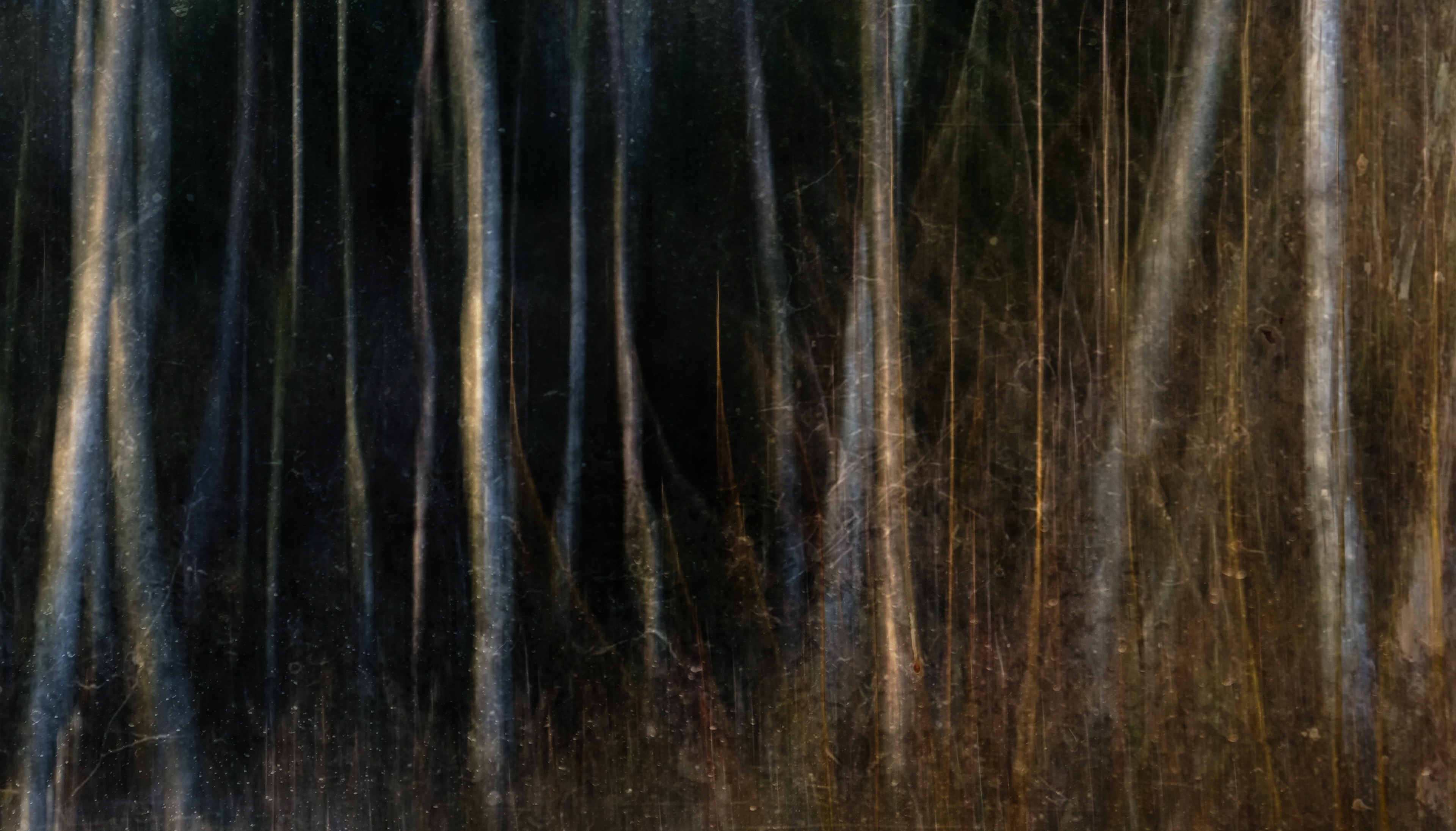 winter birches #2