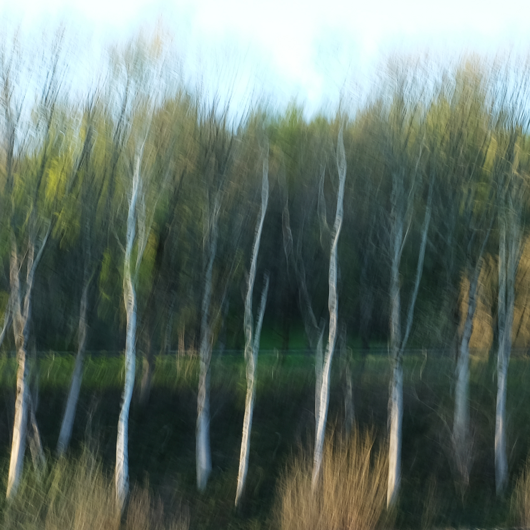 roadside birches #2