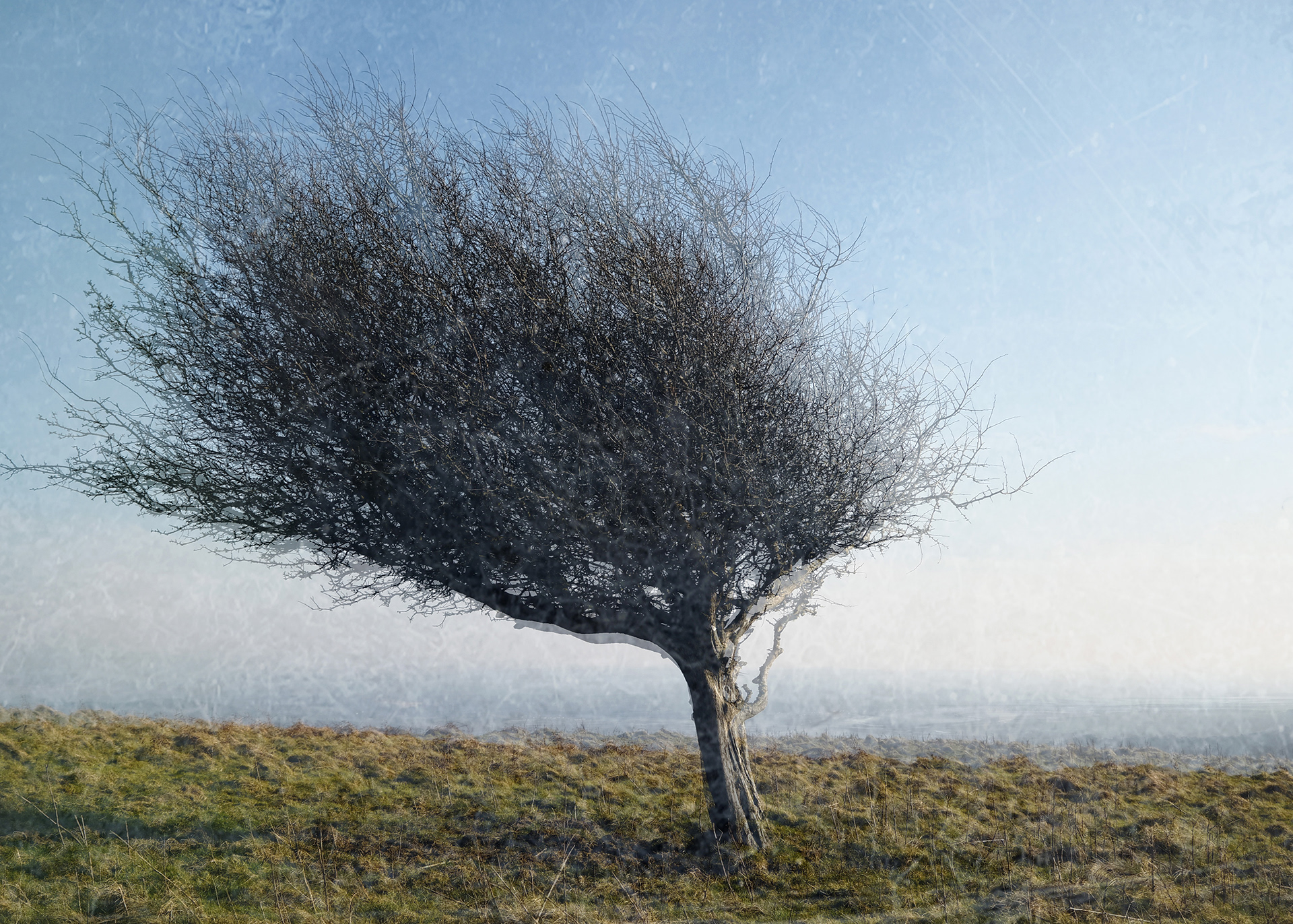 Hampsfell hawthorn #1