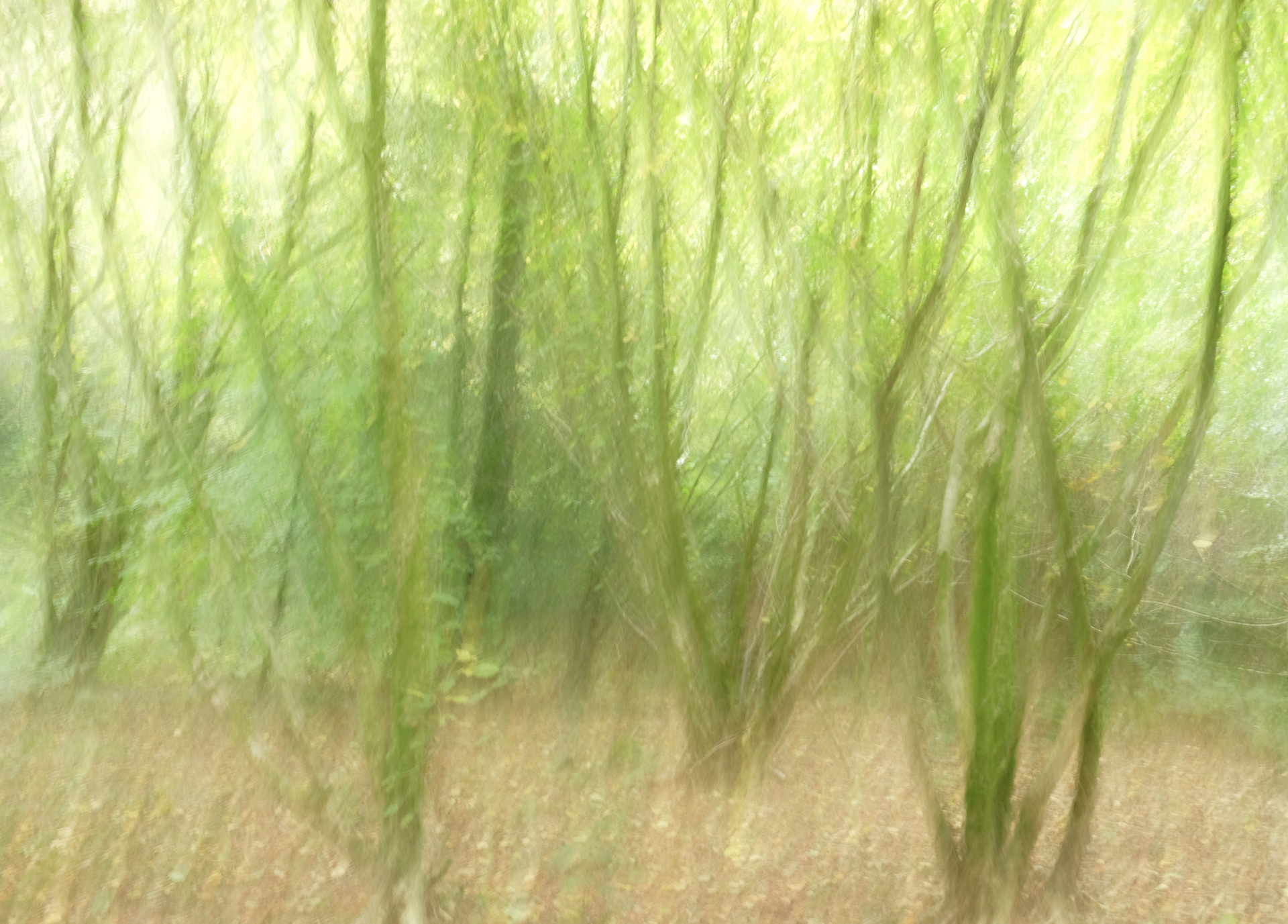 summer hazel coppice