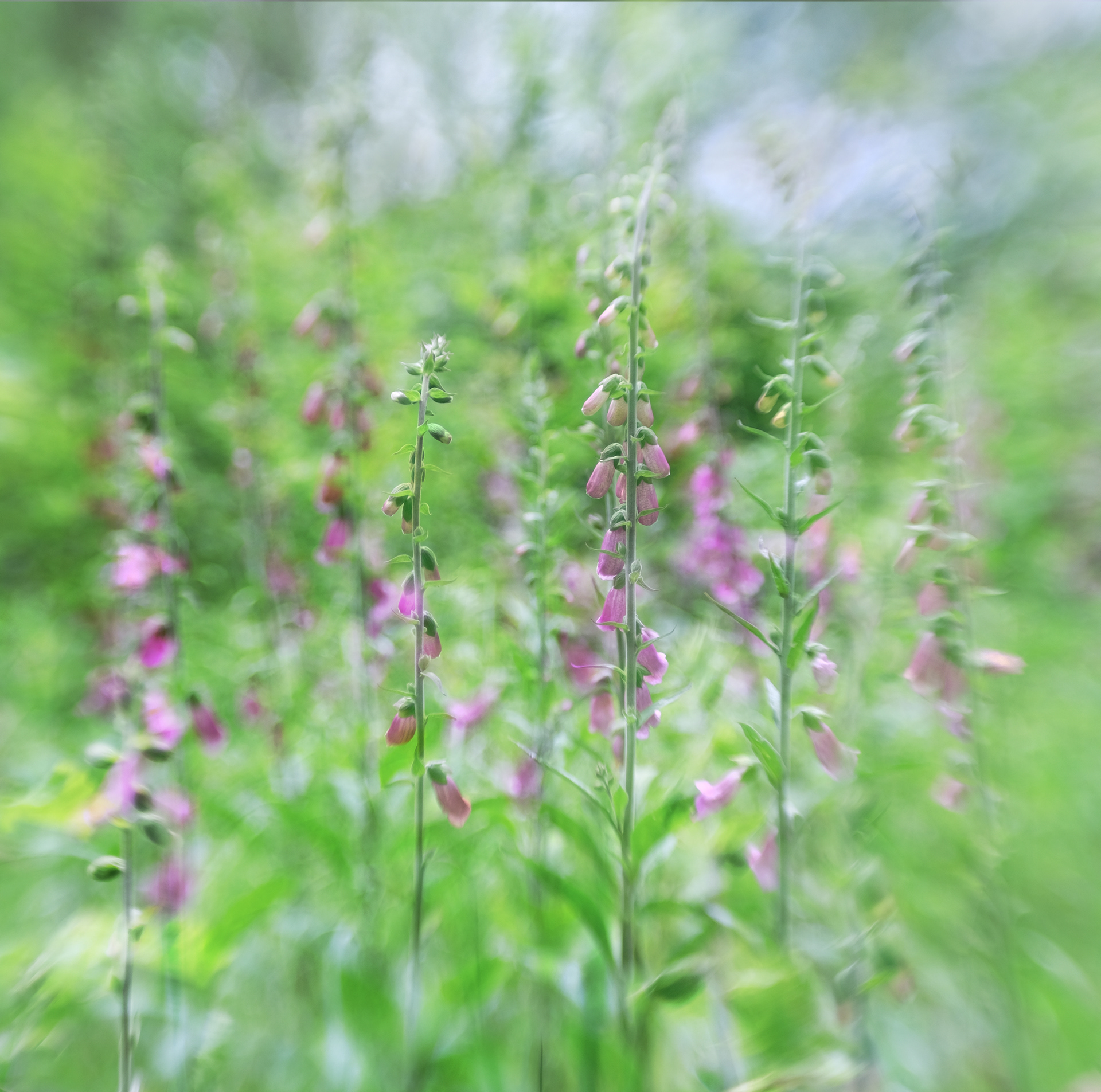 foxgloves #2