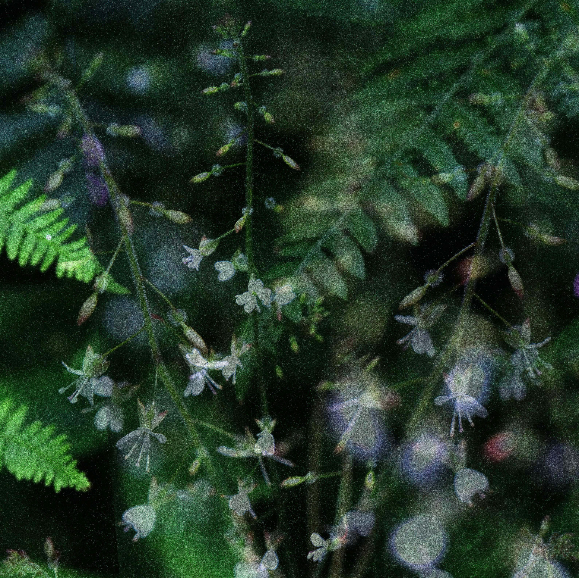 enchanter's nightshade