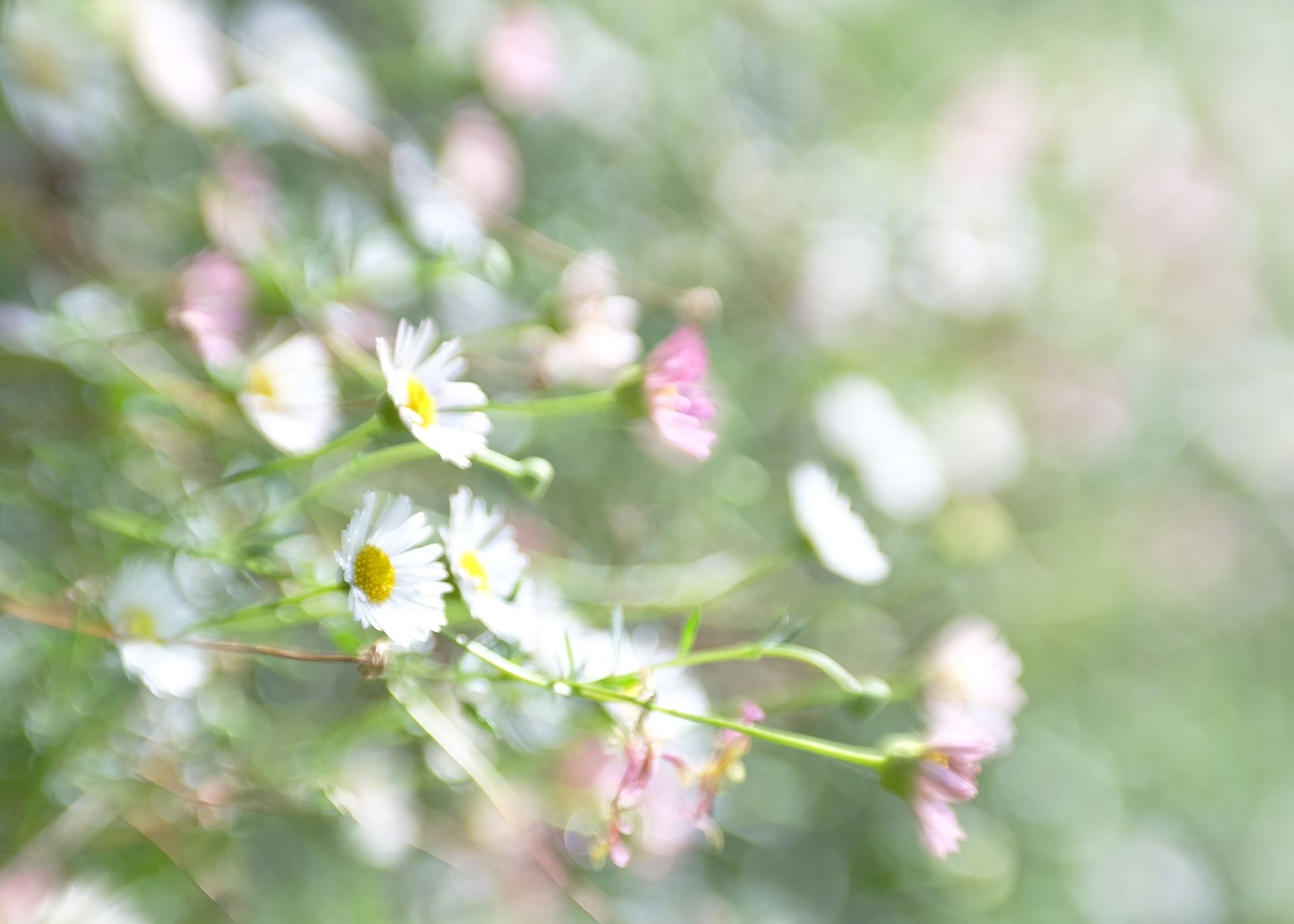 fleabane