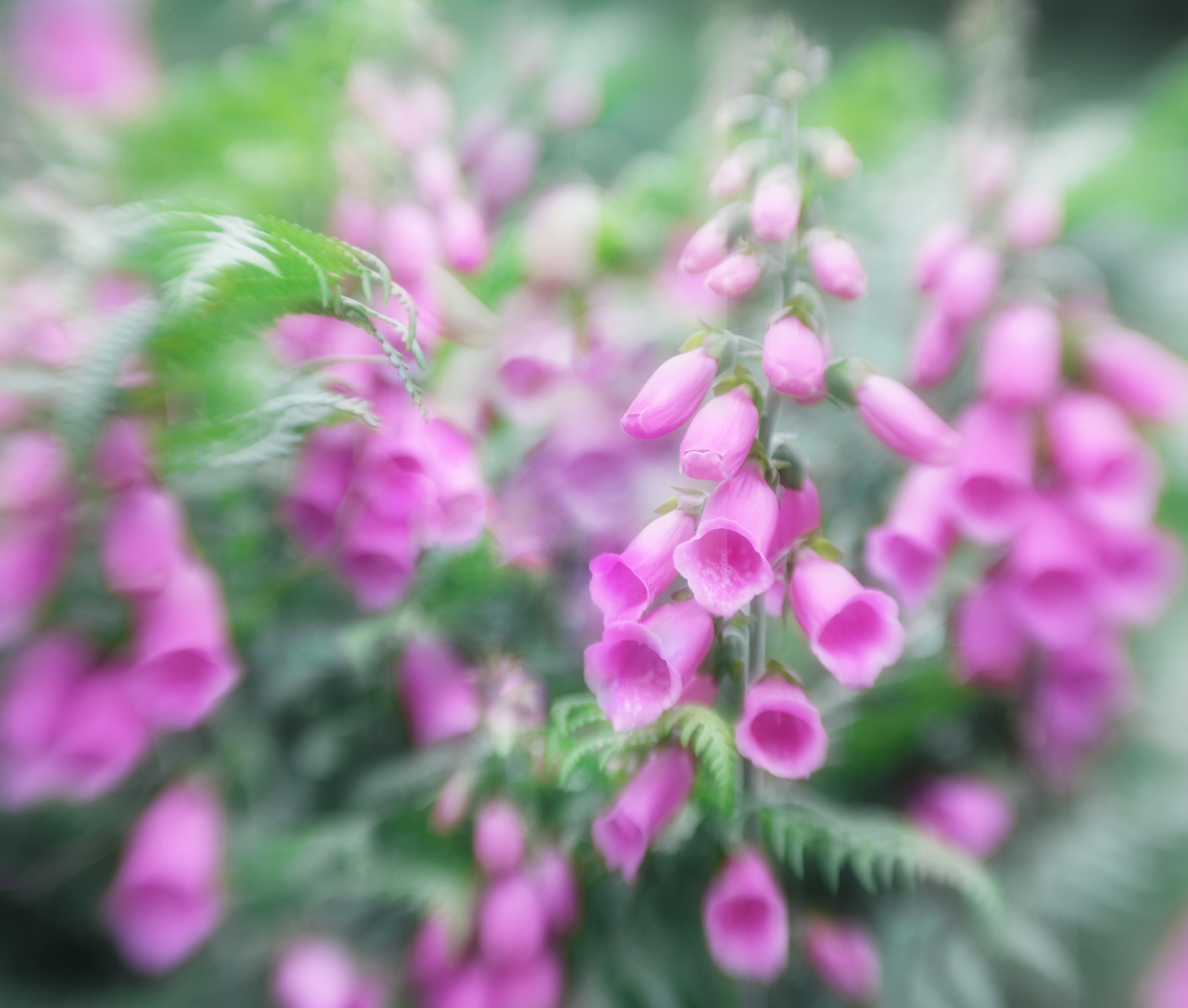 foxgloves #5