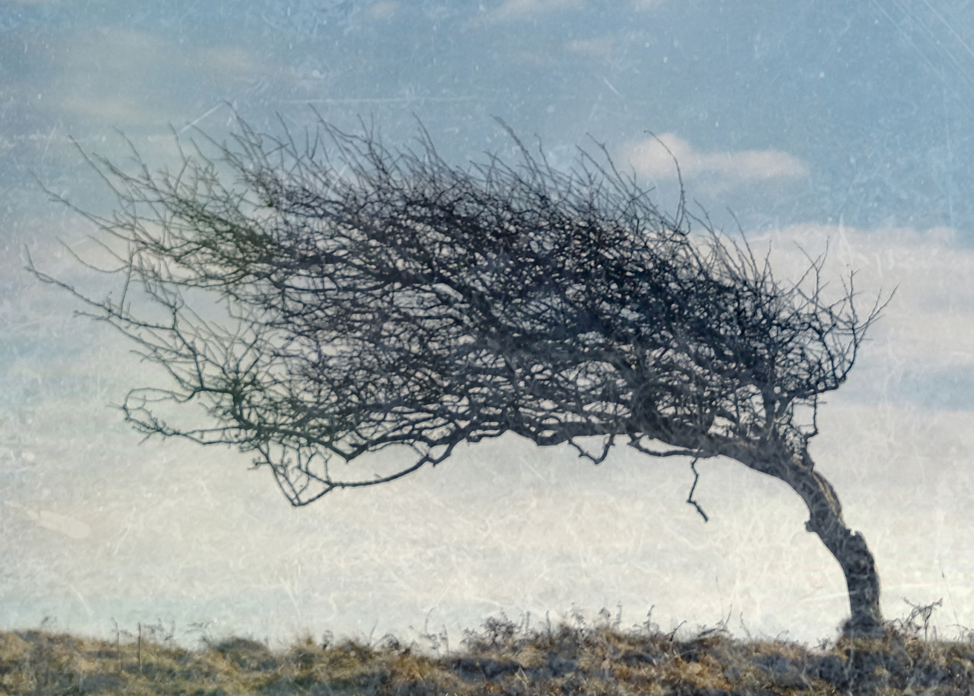 Hampsfell hawthorn #3