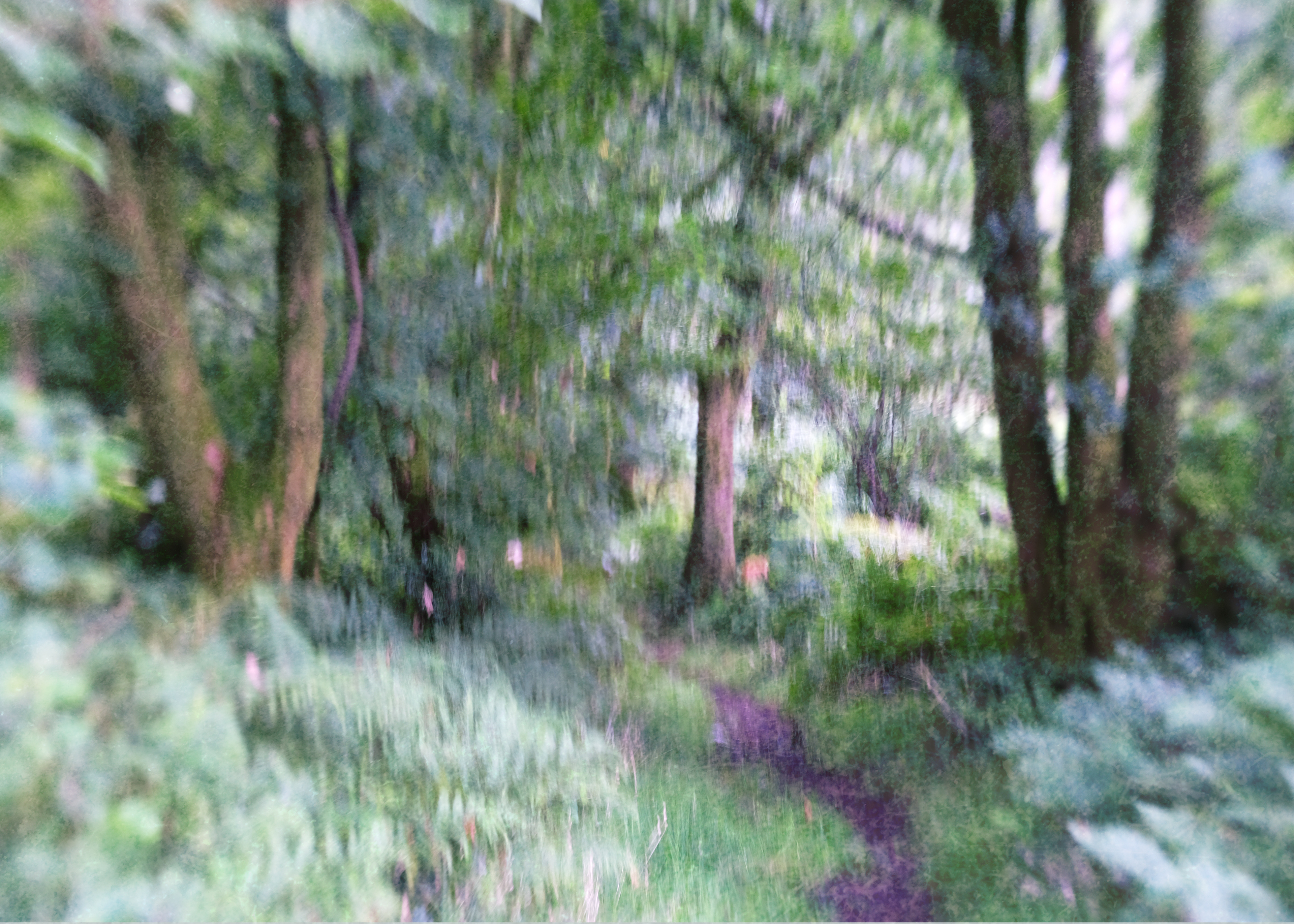 haverthwaite heights path in august