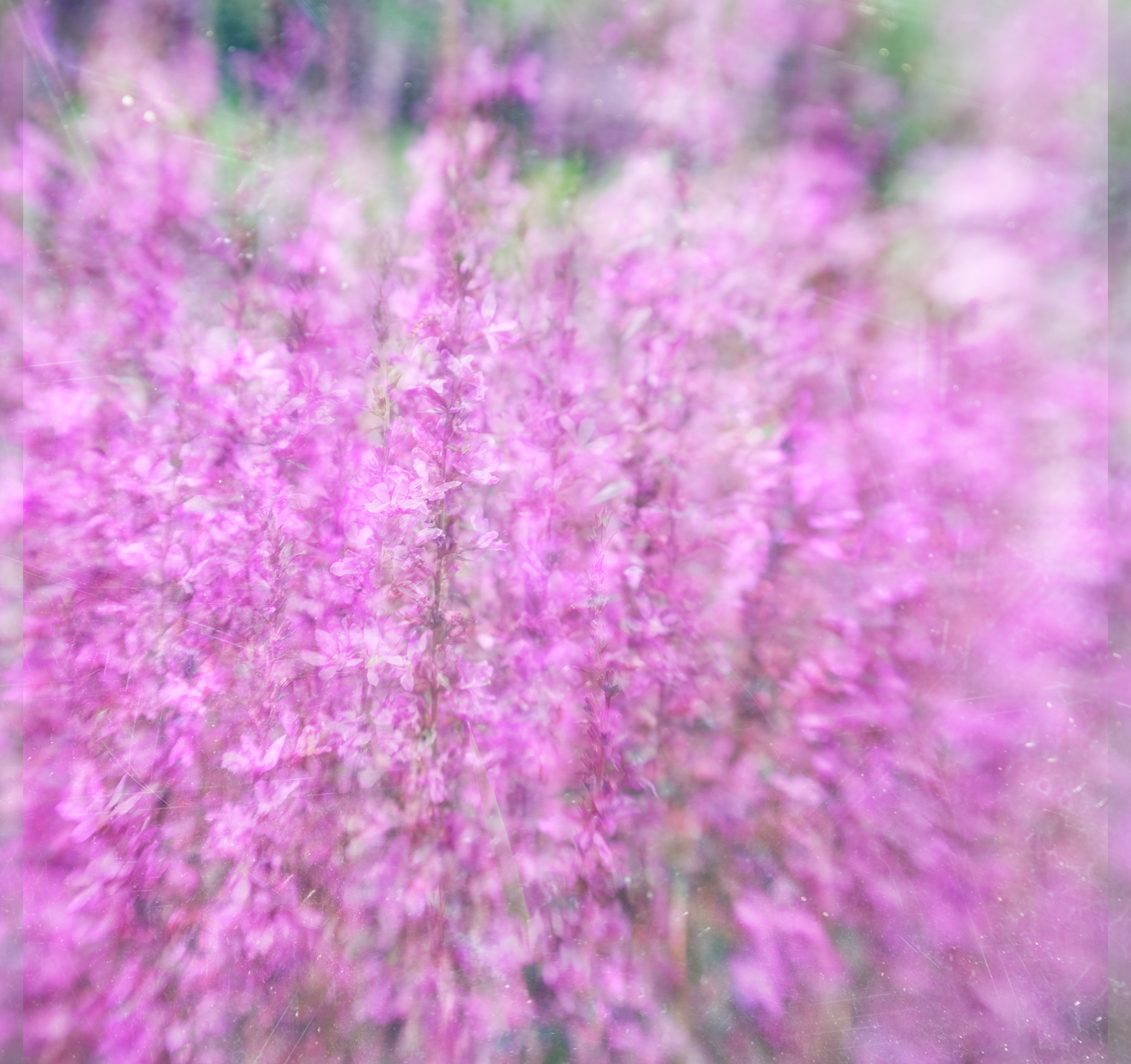 salvia
