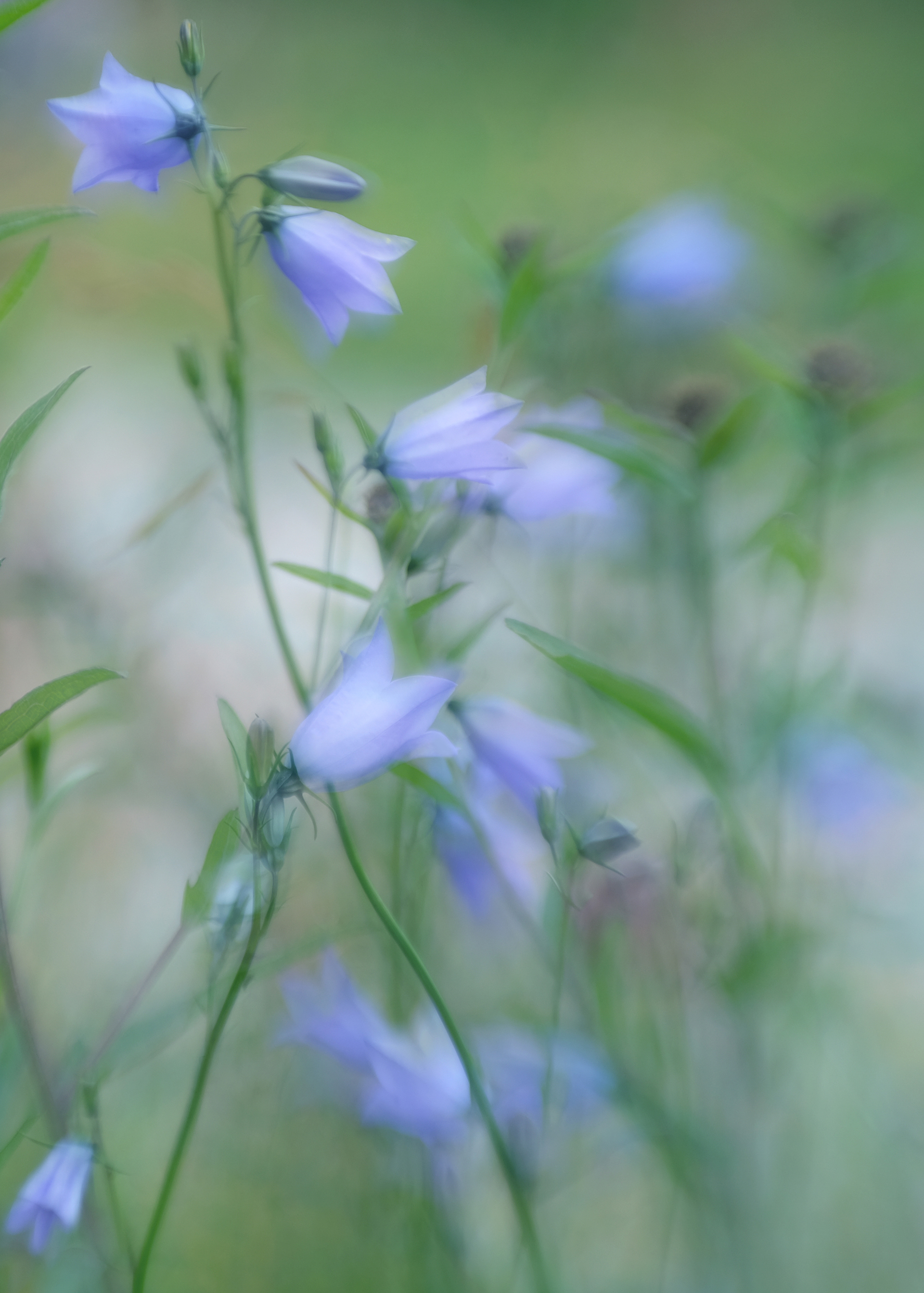 harebells #3