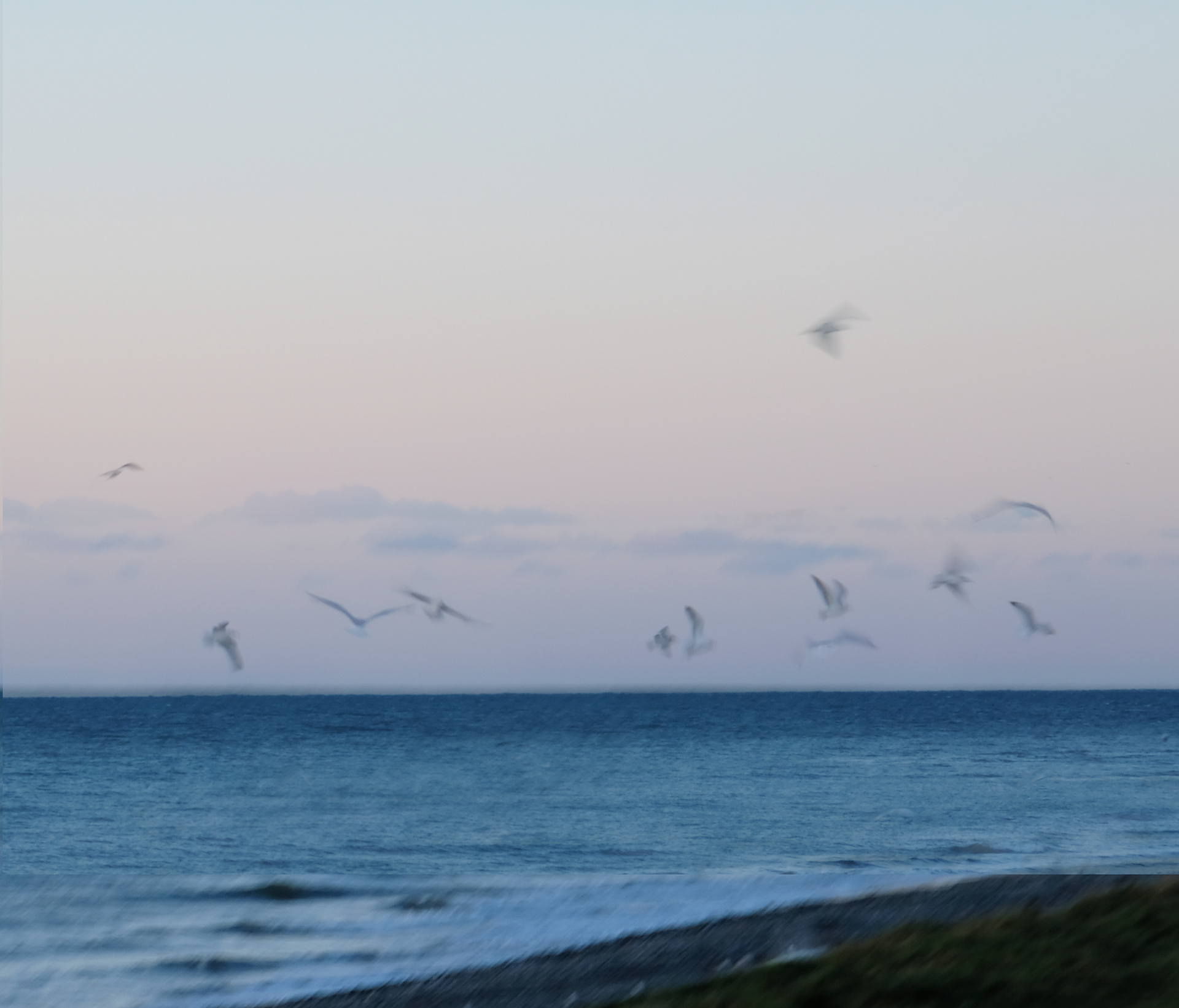 walney birds #2