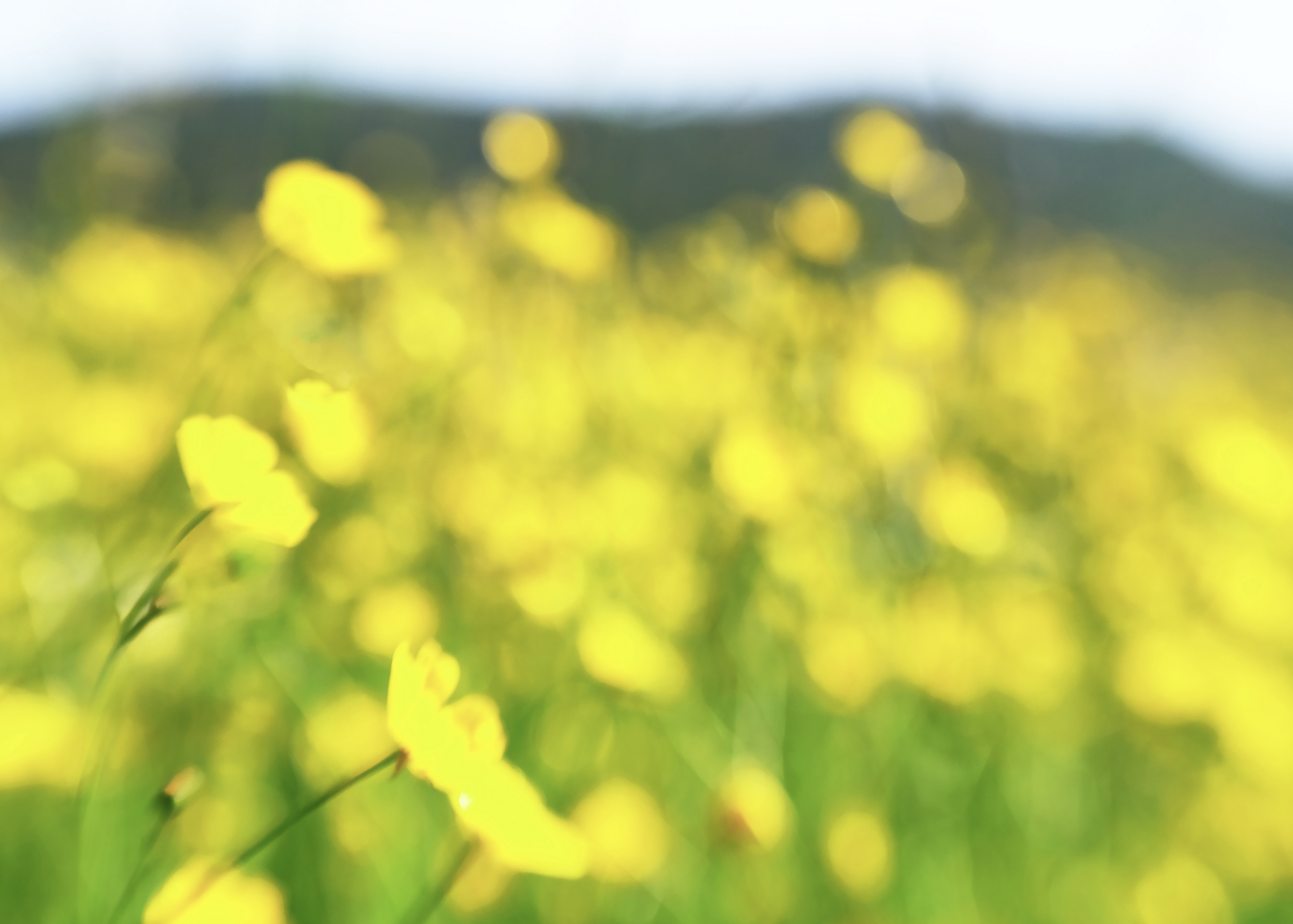 buttercups #1