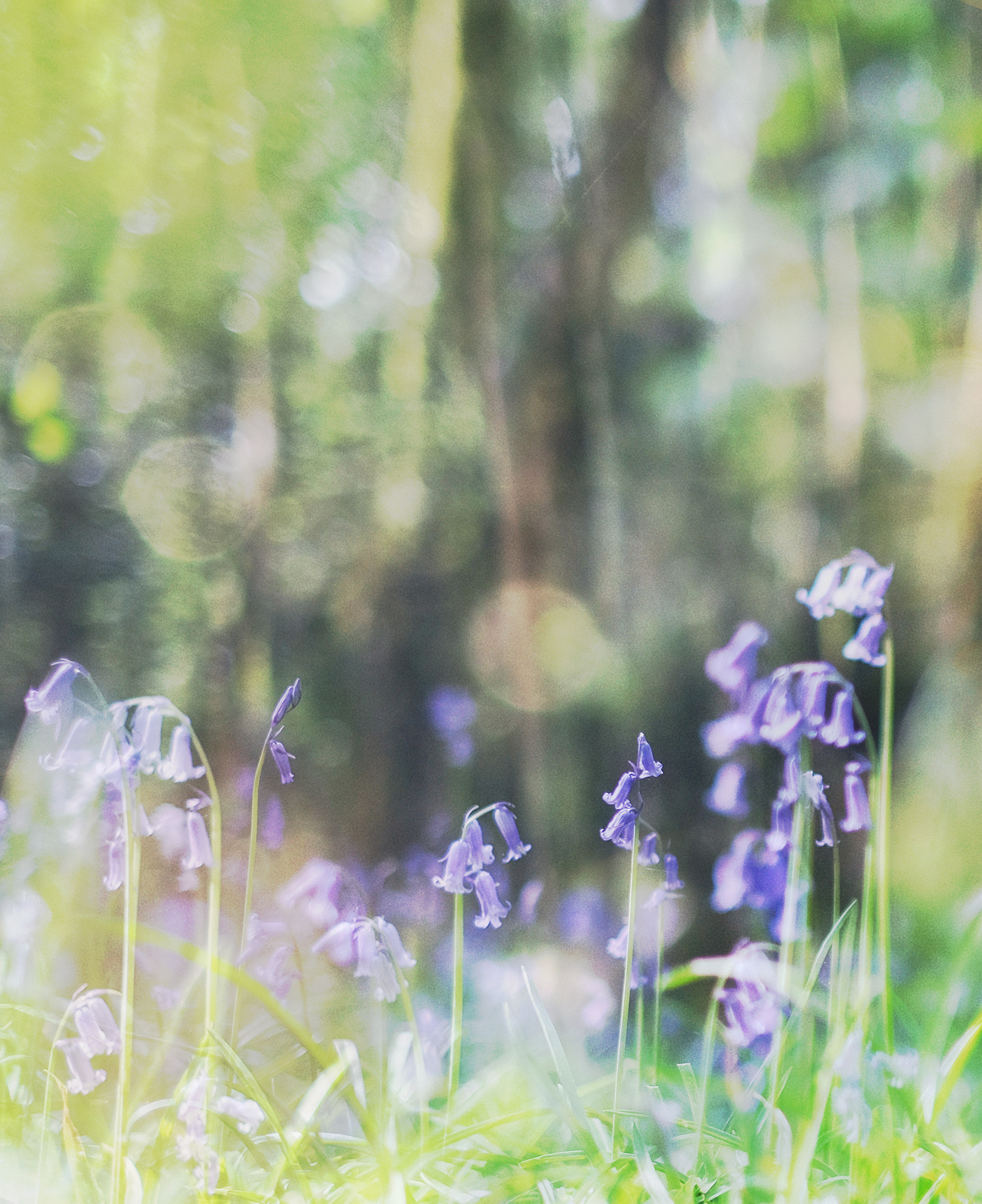 bluebells and sun spots