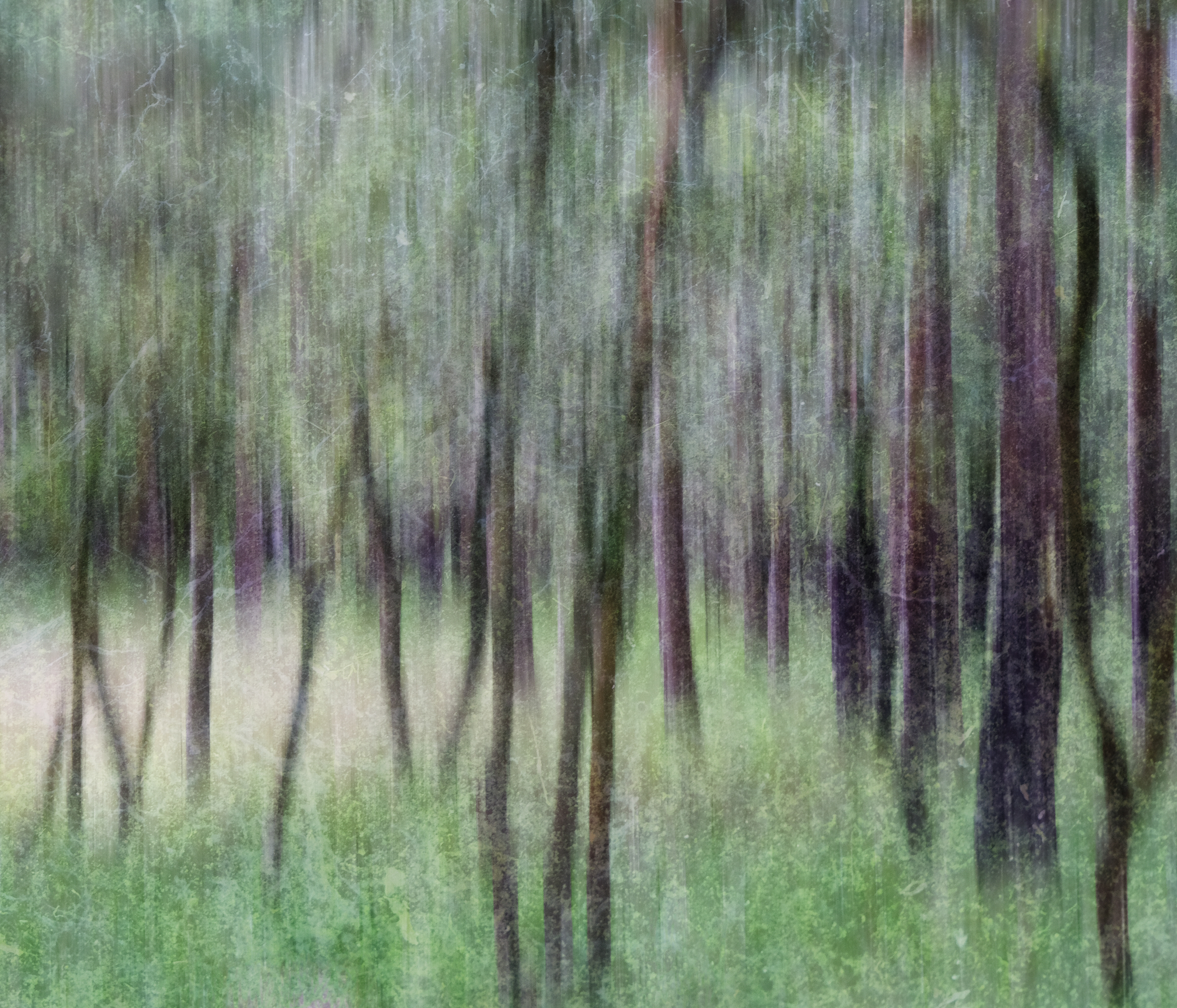 summer birches #2