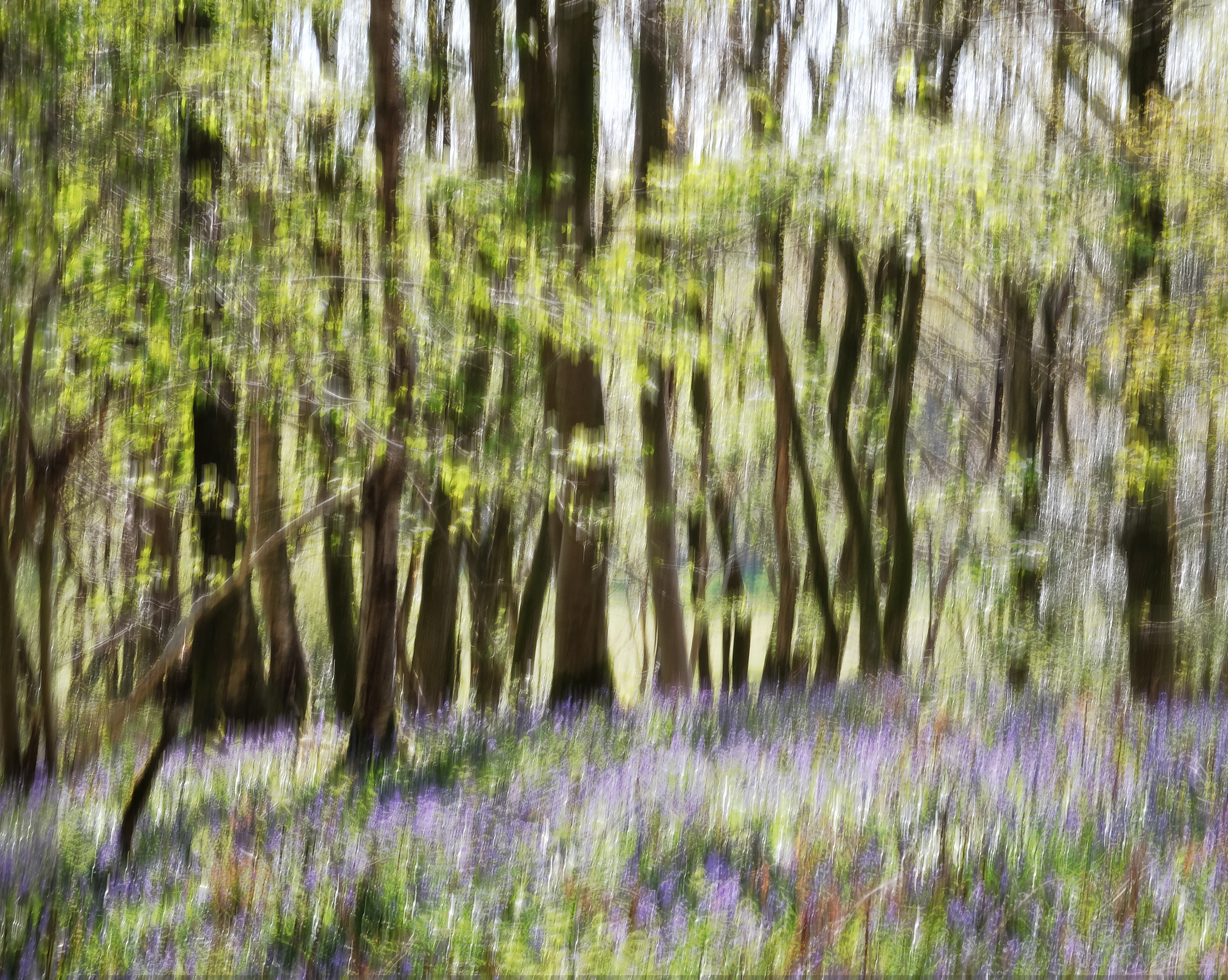 bluebell woods #13