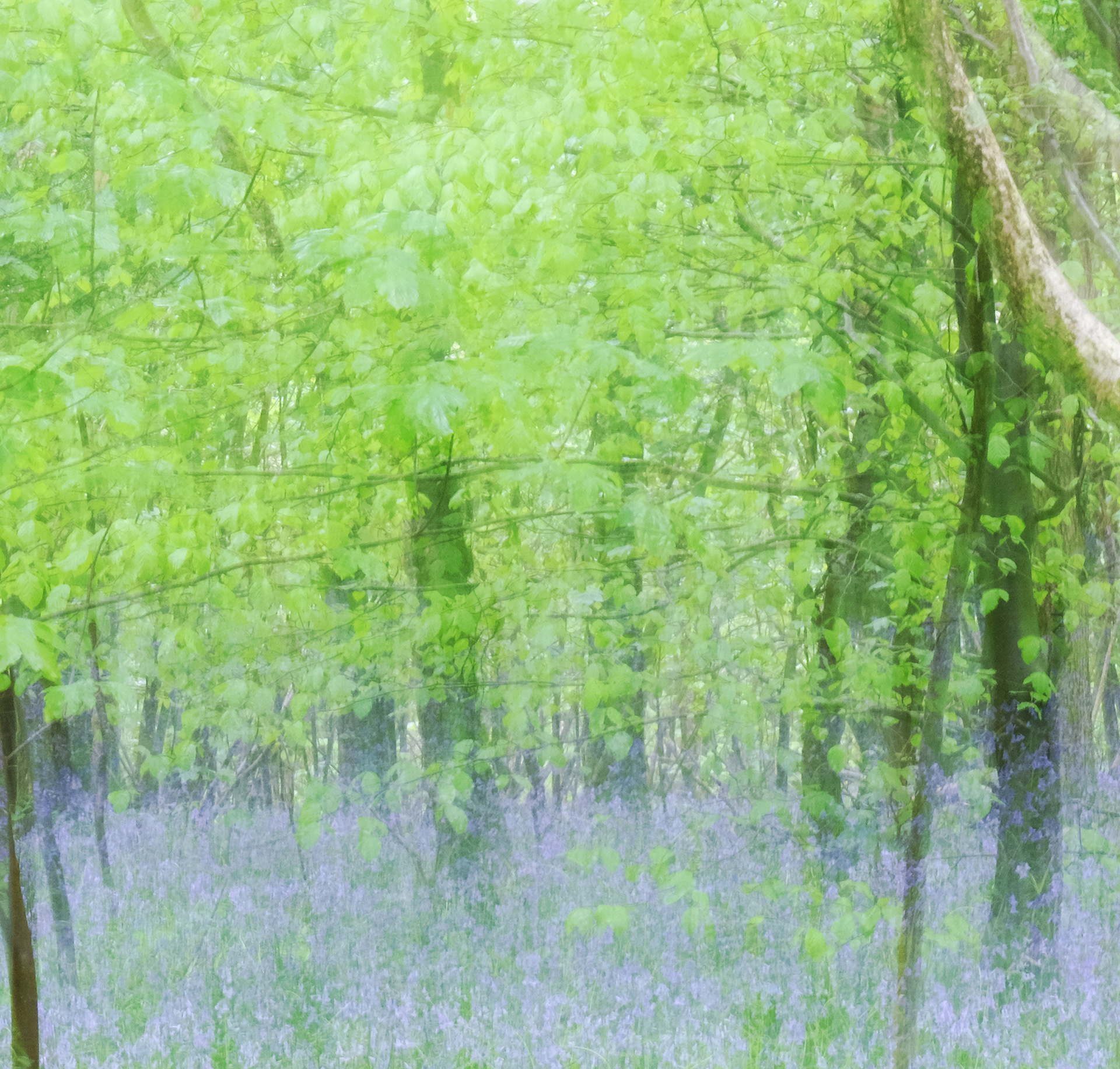bluebell woods #7