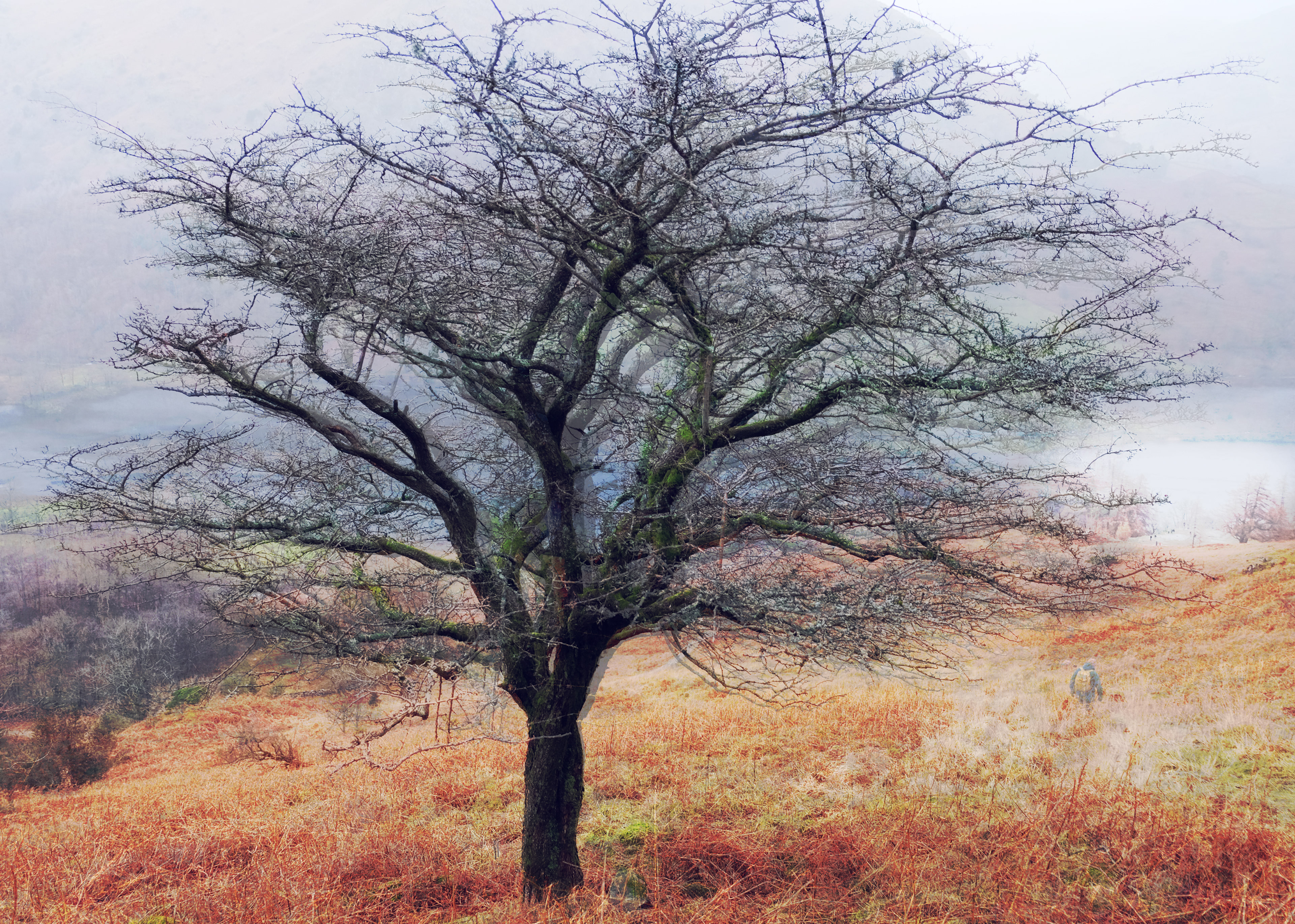 rydal tree